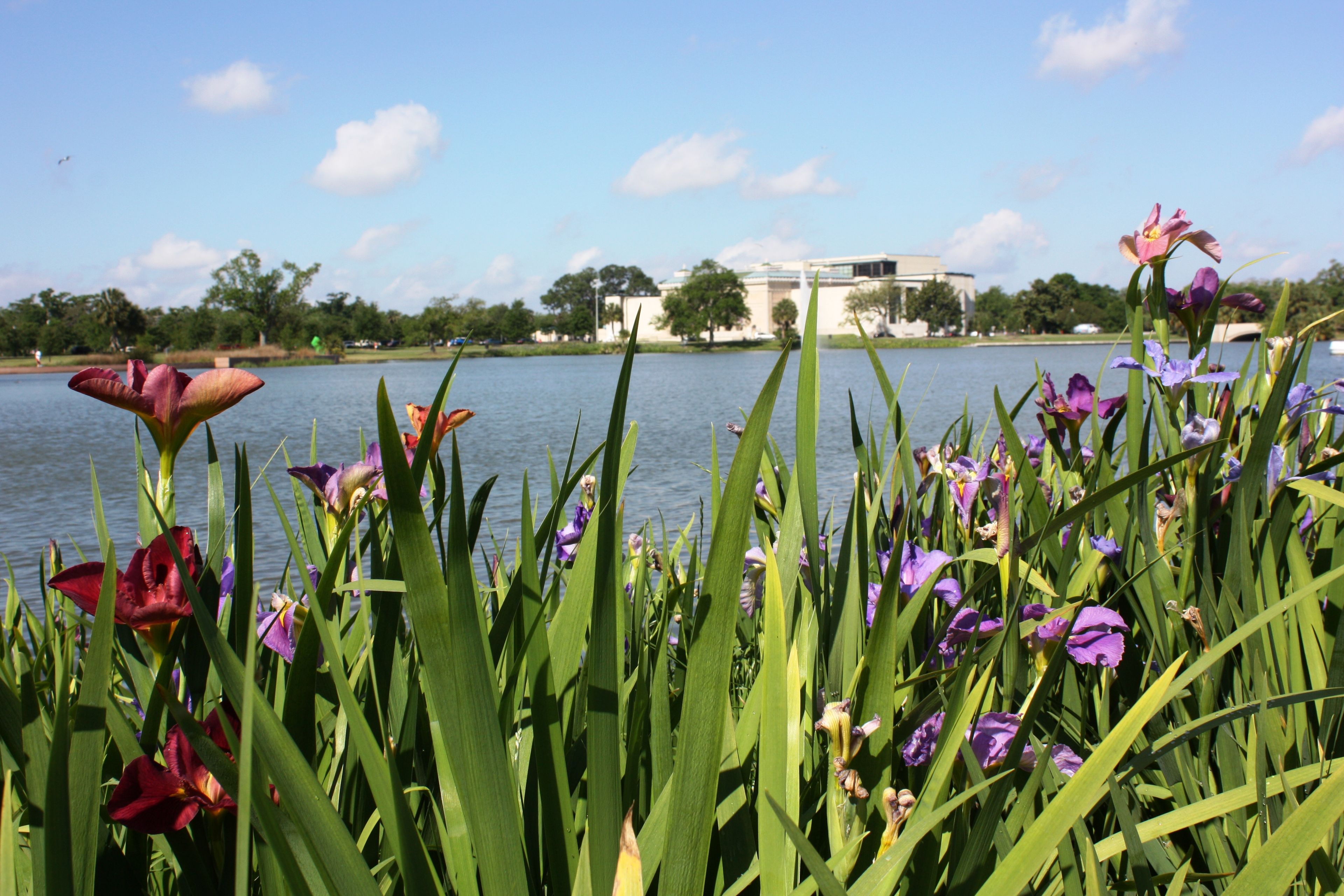 Big Lake Irises