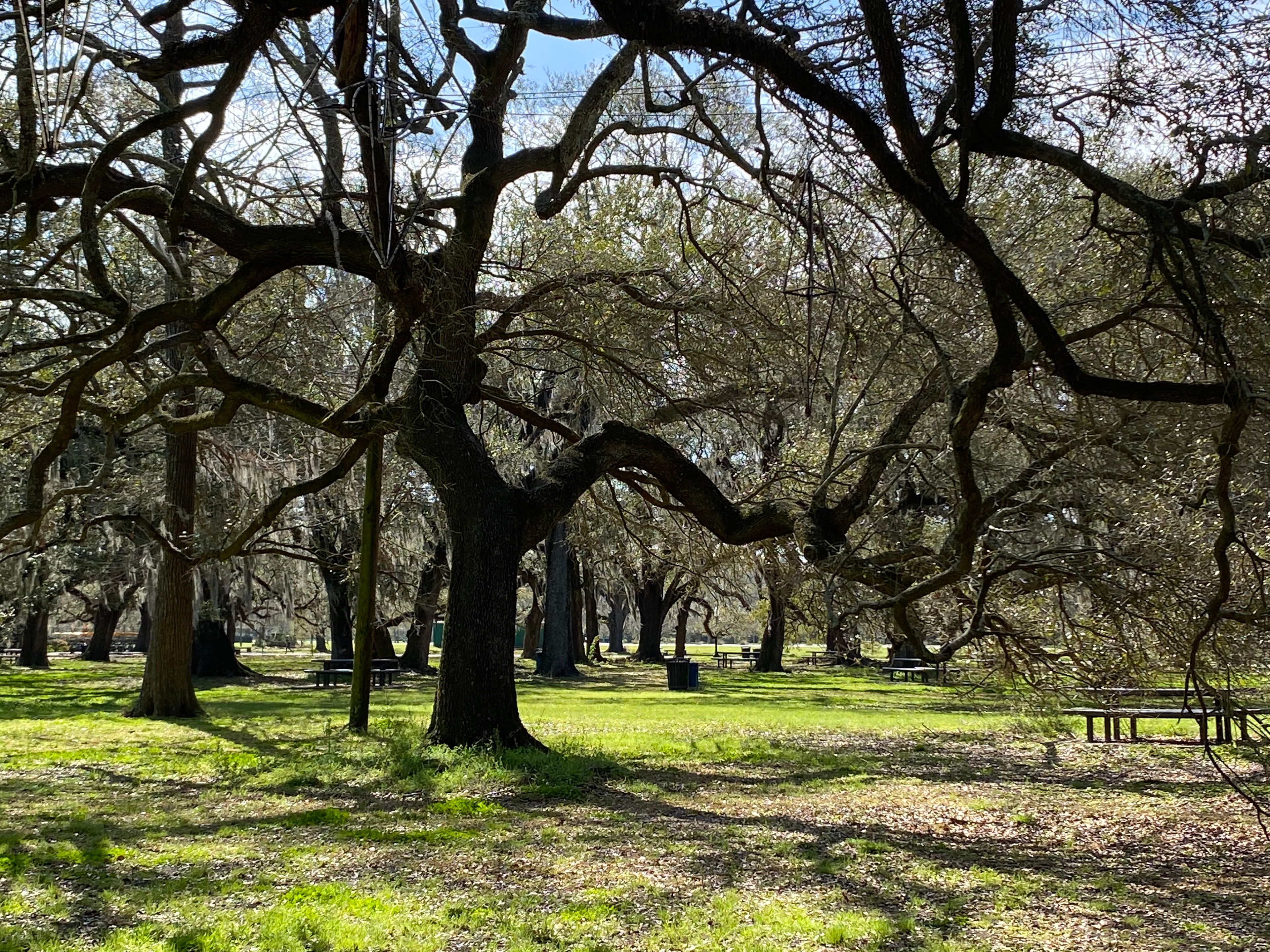 New Orleans City Park Picnic Area