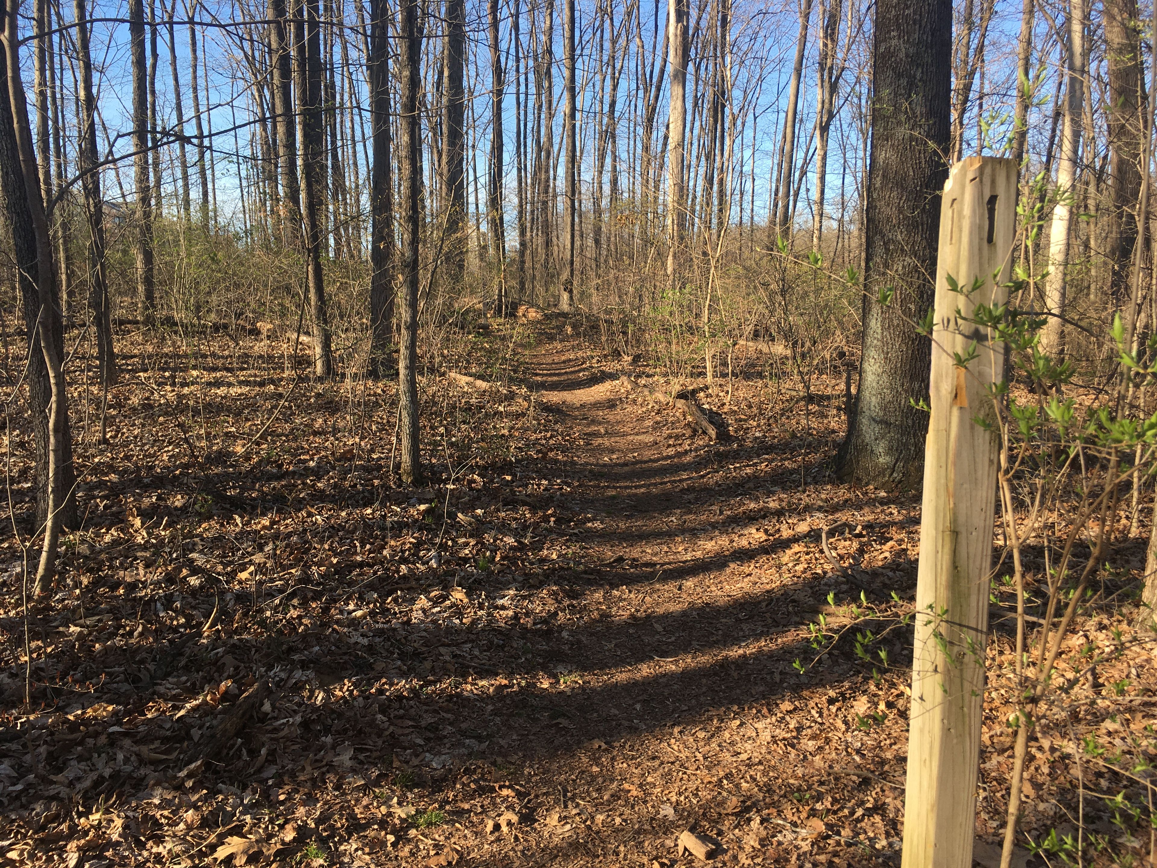 Trail marker in Brown's Woods 