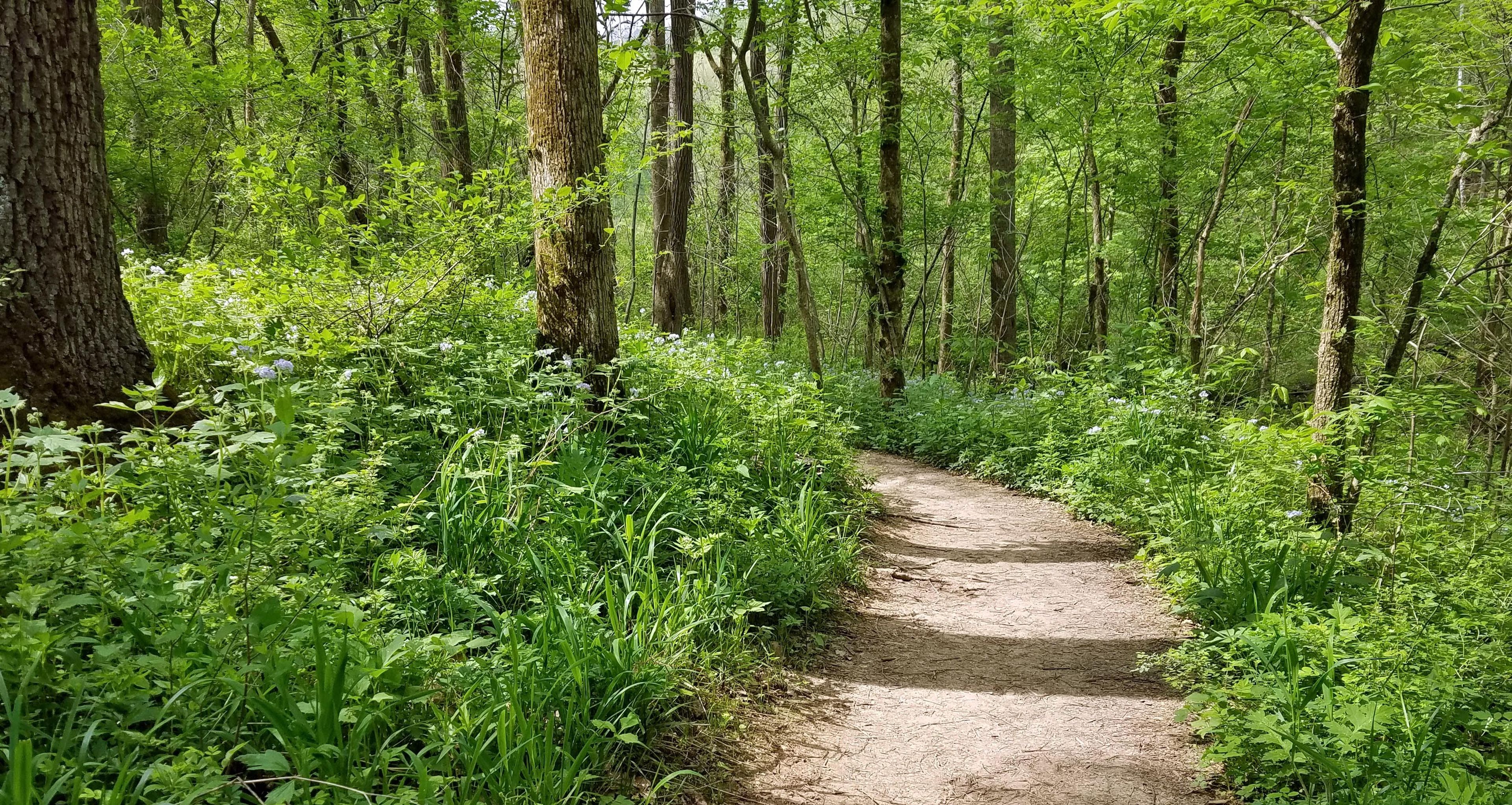 Leonard Springs Nature Park Loop Trail