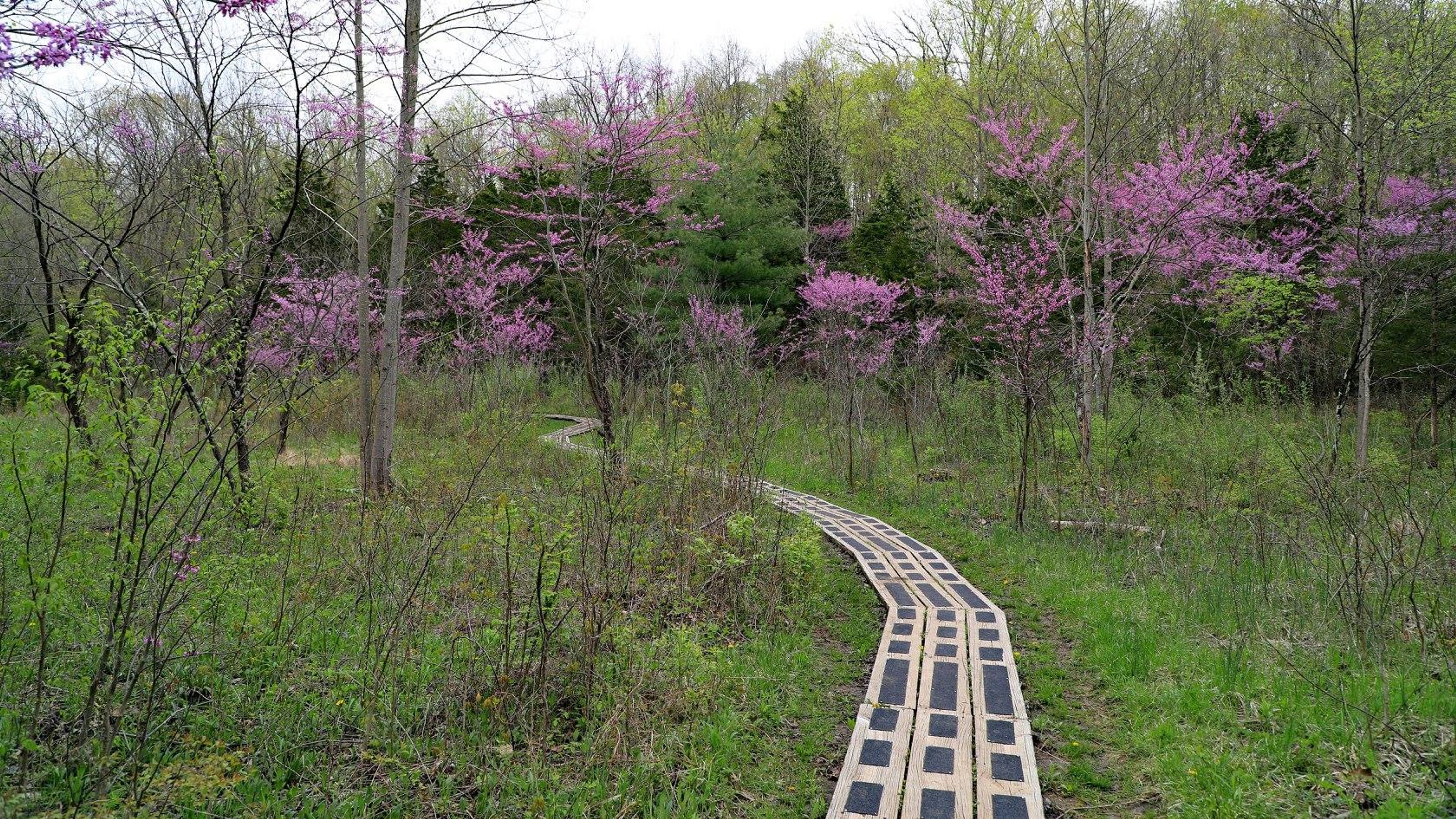 Redbud Valley