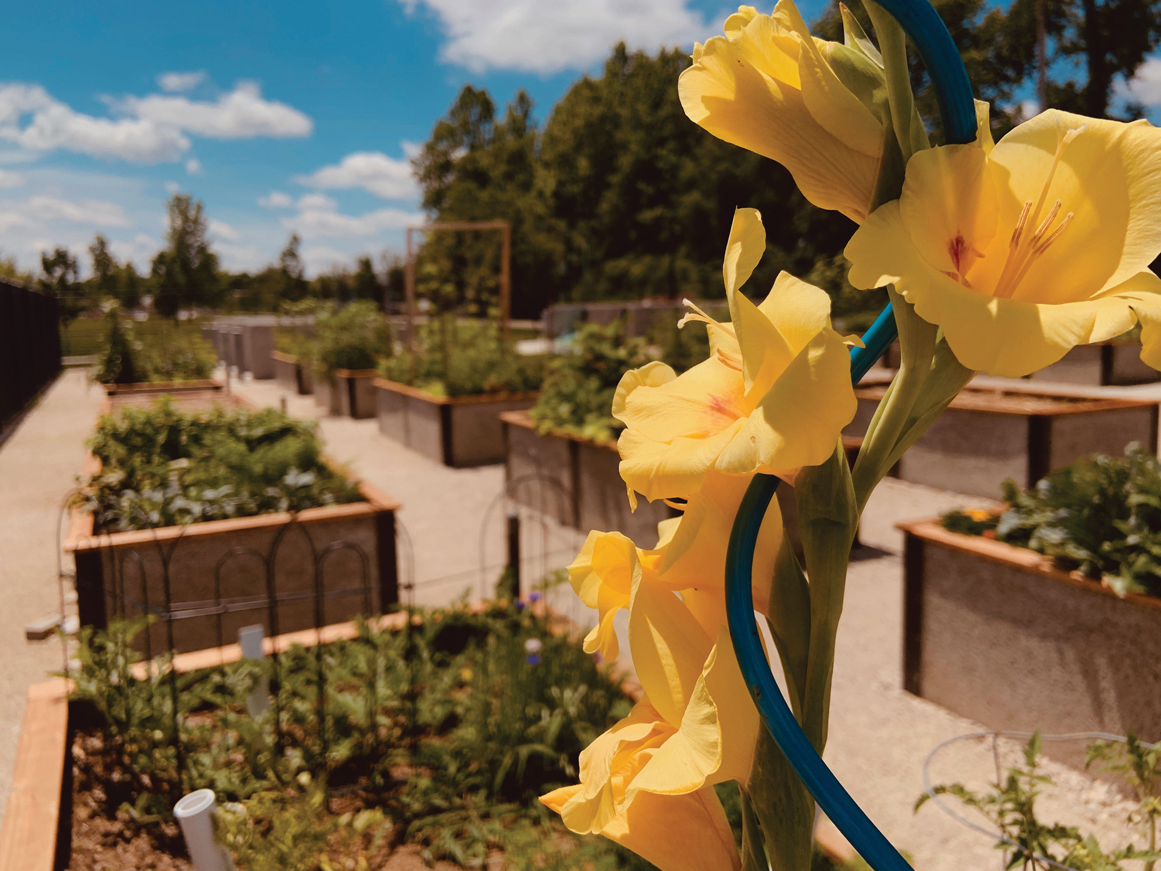 Switchyard Park Community Gardens