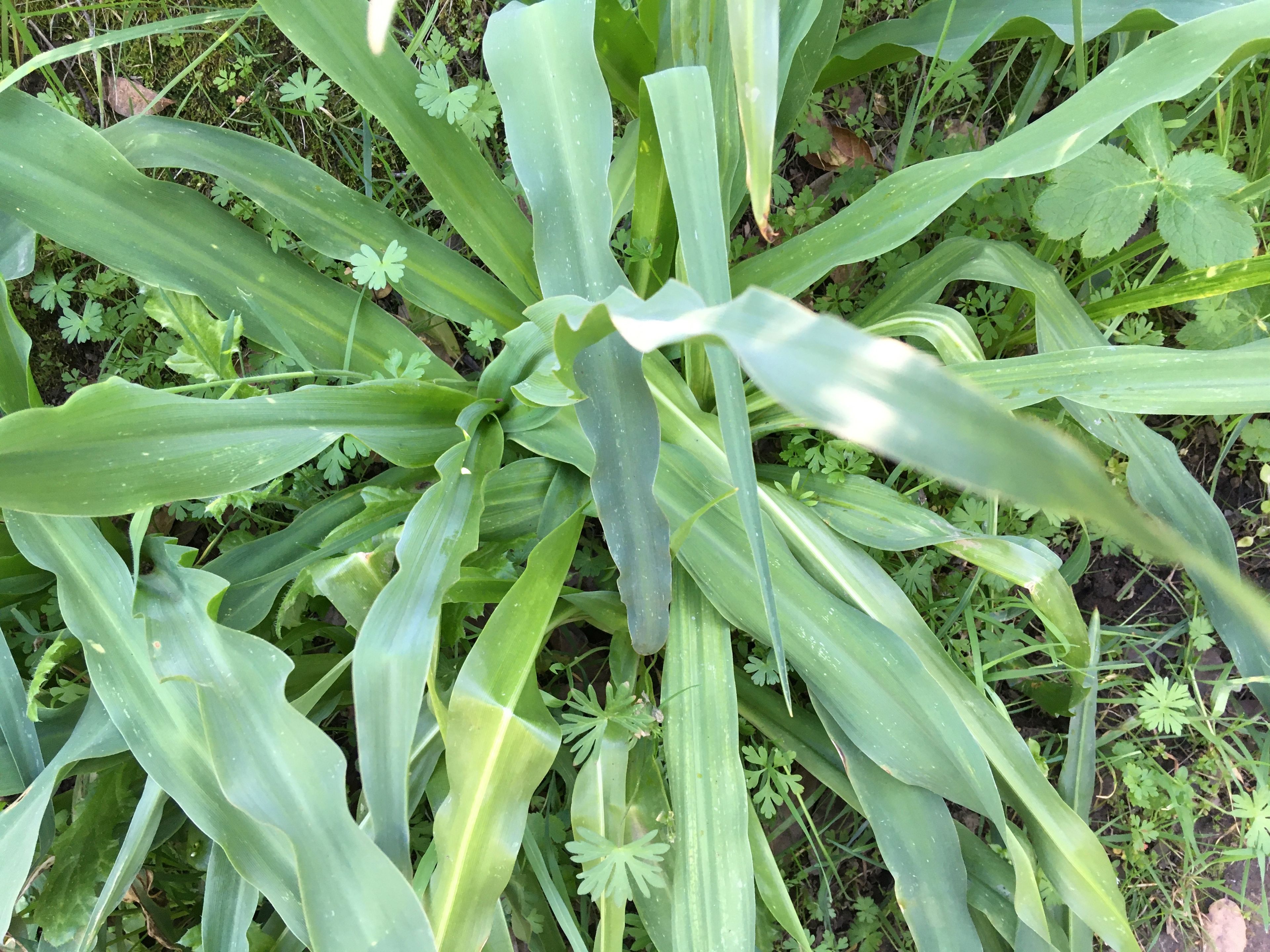 soap plant with wavy leaves 