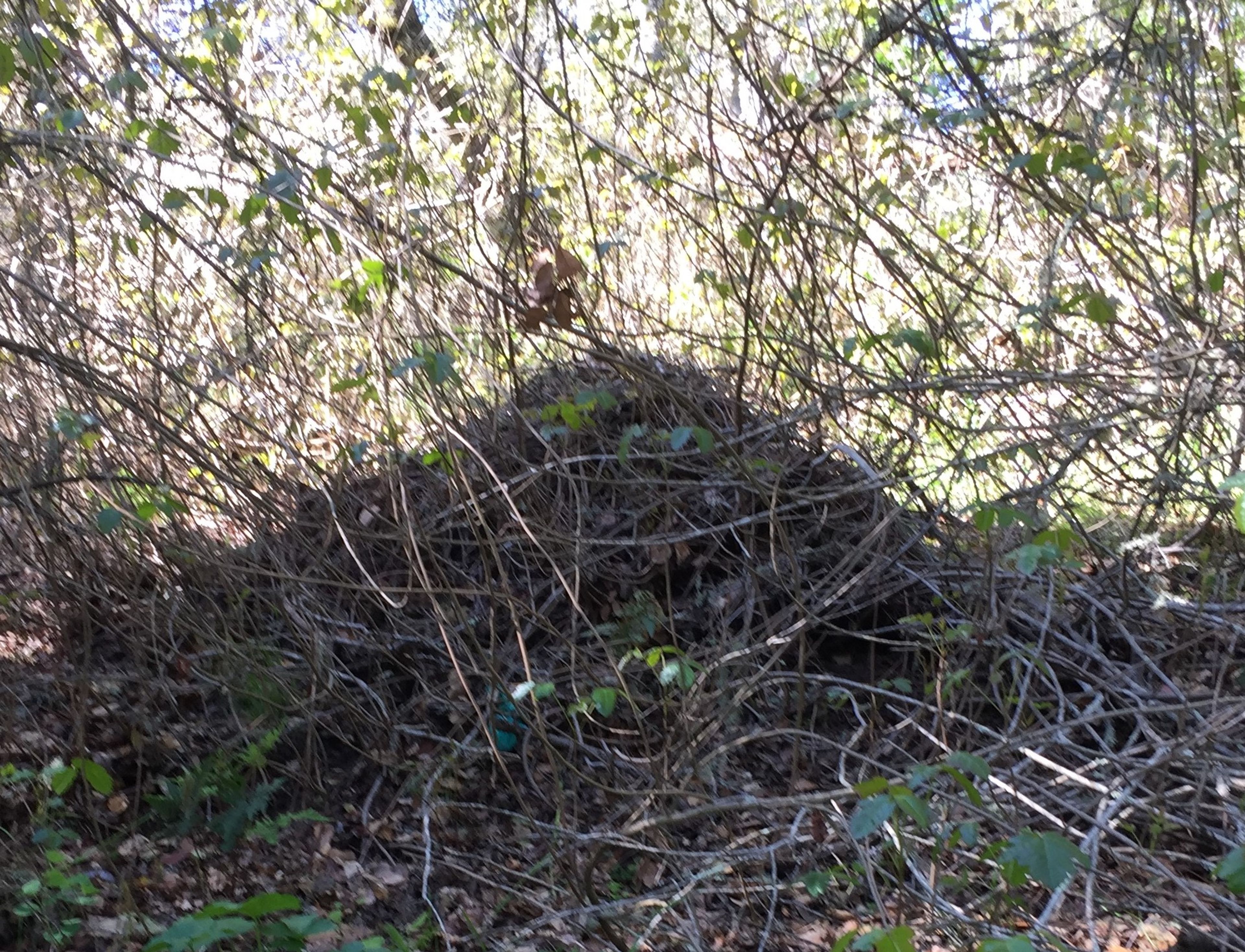 cone shaped rat nest of sticks 