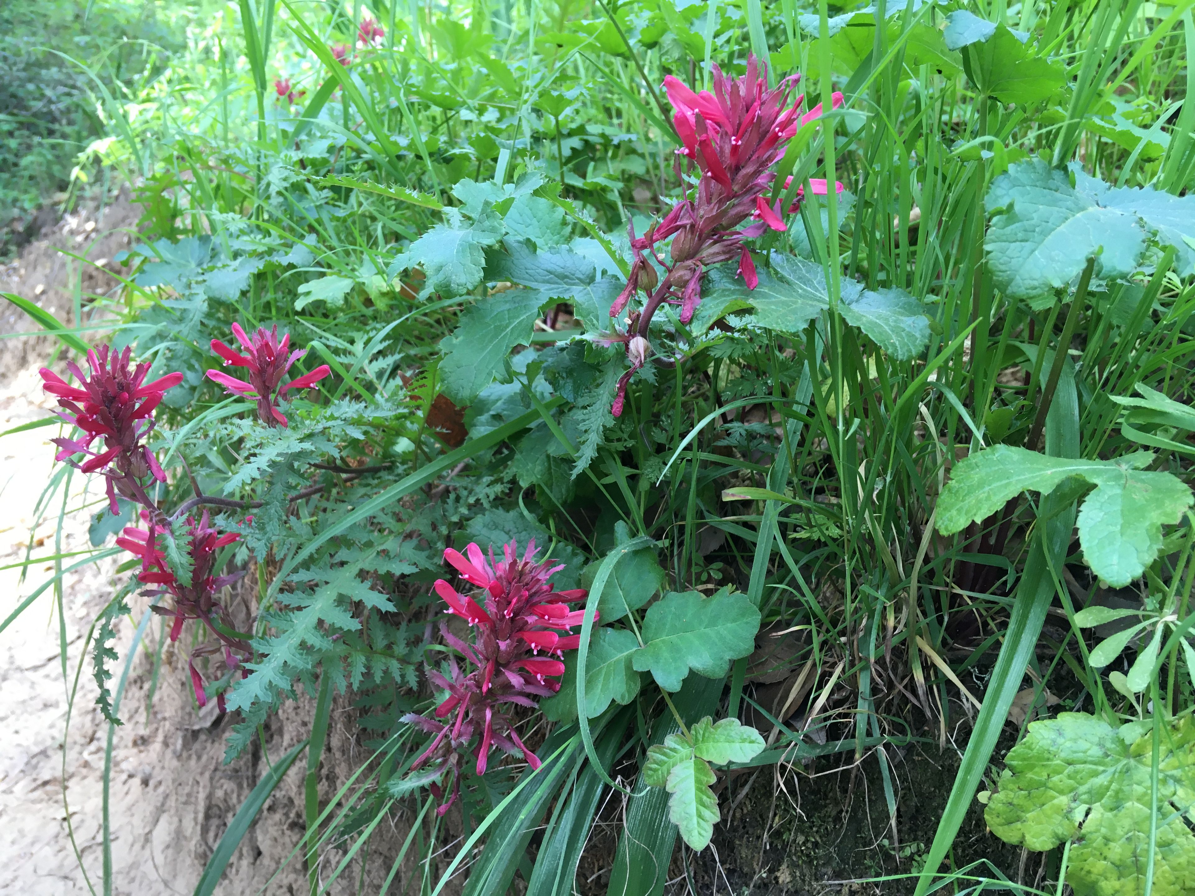 Indian warrior wildflowers on hillside of trail