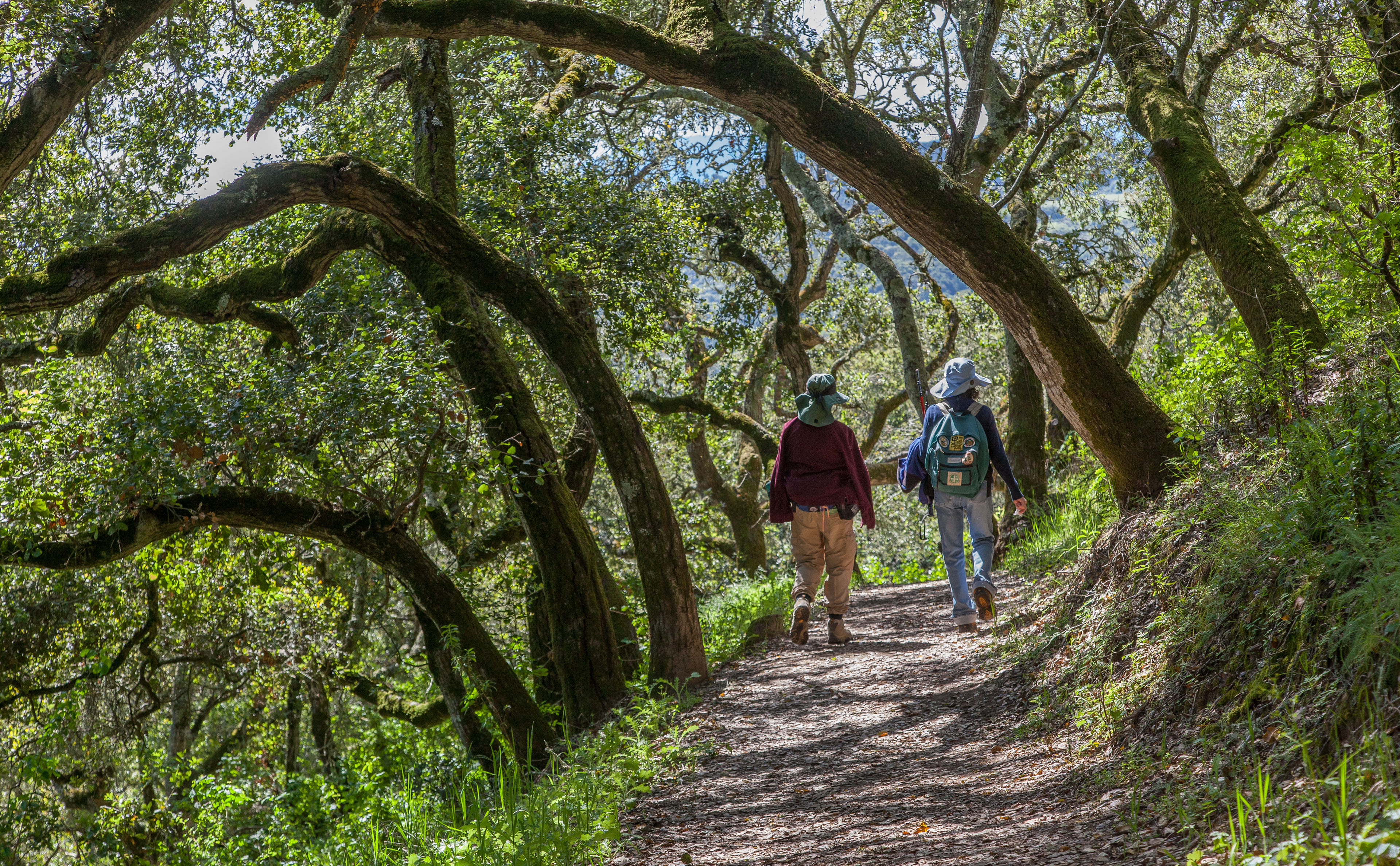 two people walking along trail beneath trees
