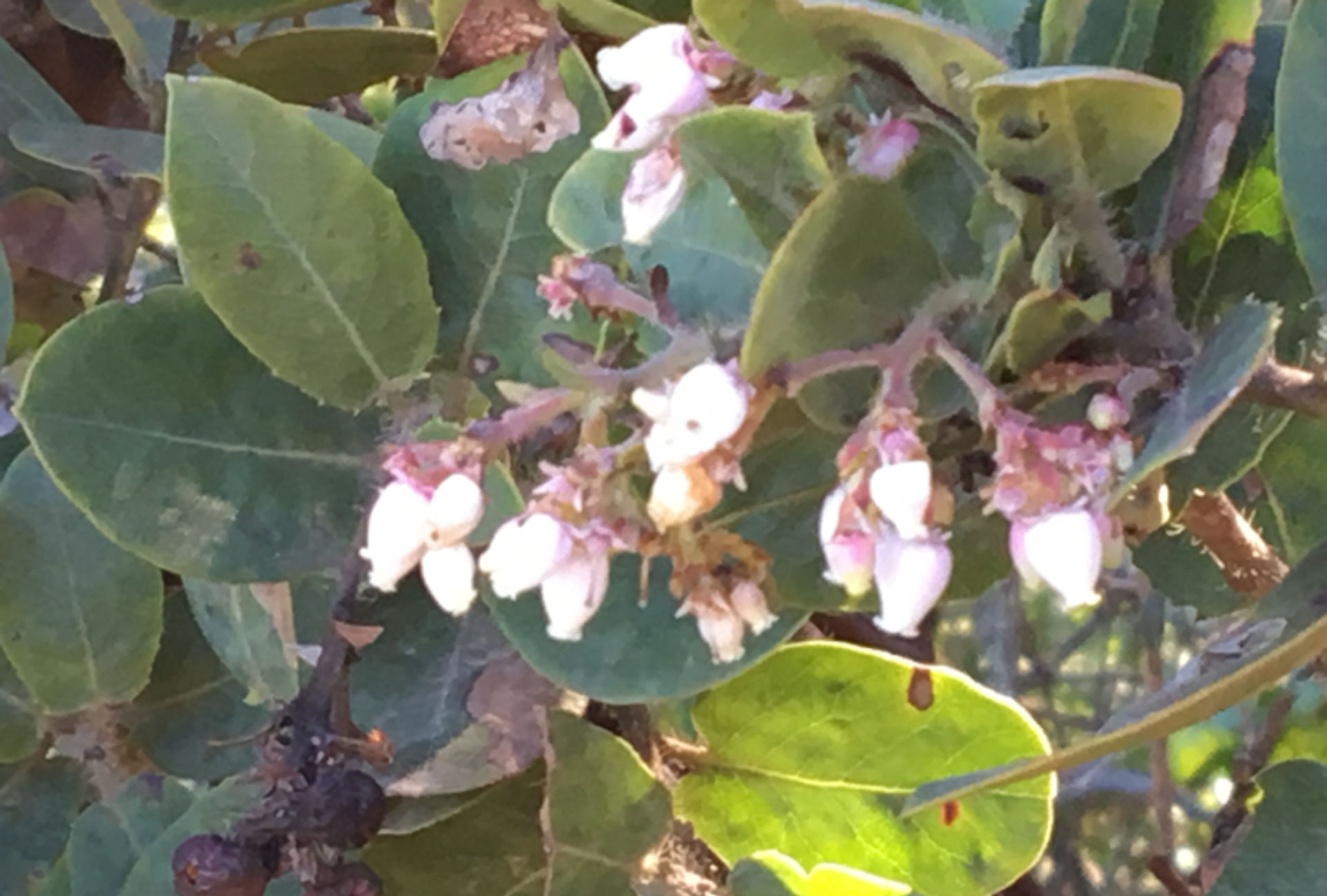 Close up image of manzanita 