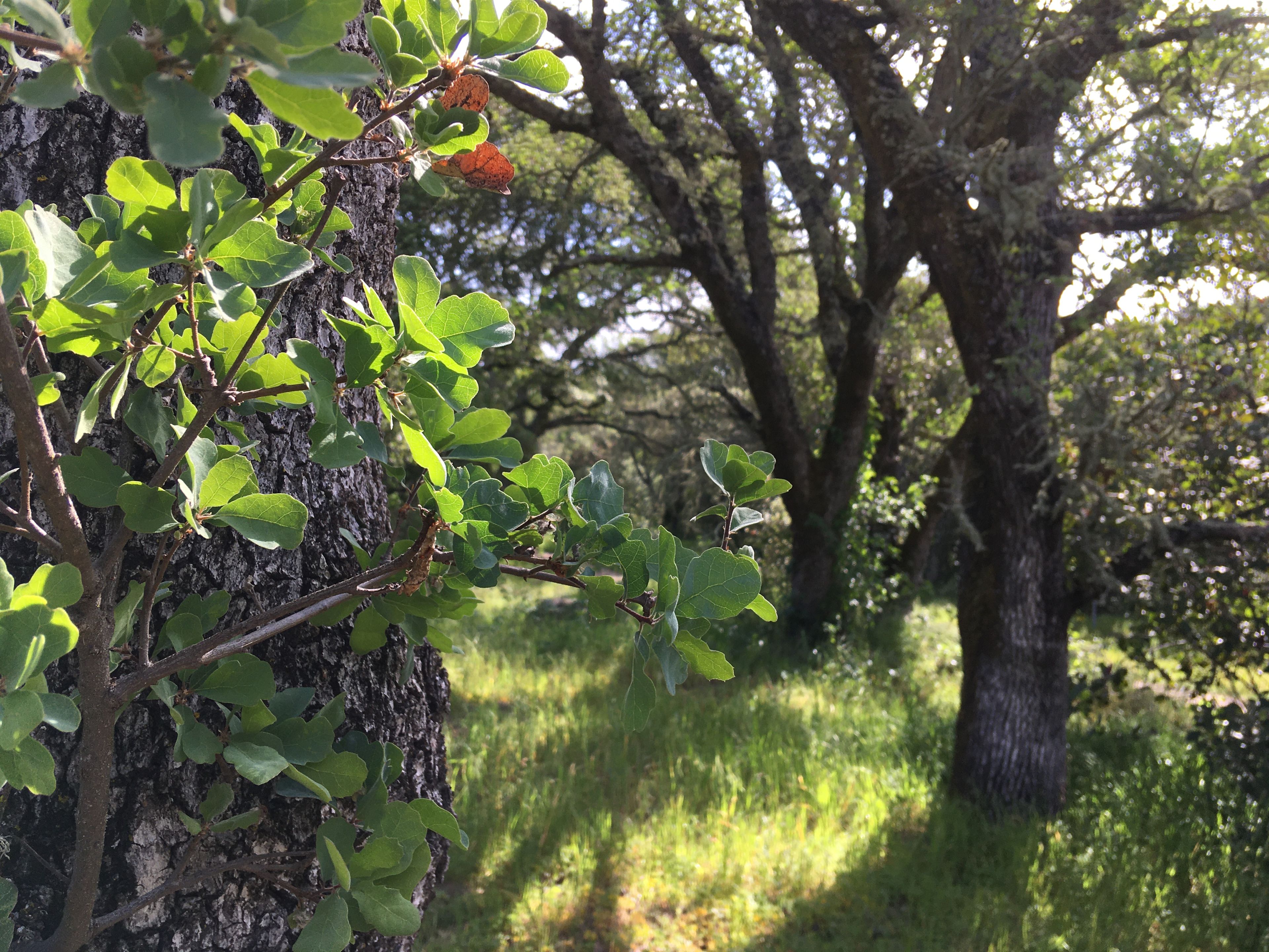 close up of blue oak leaves with trees in background