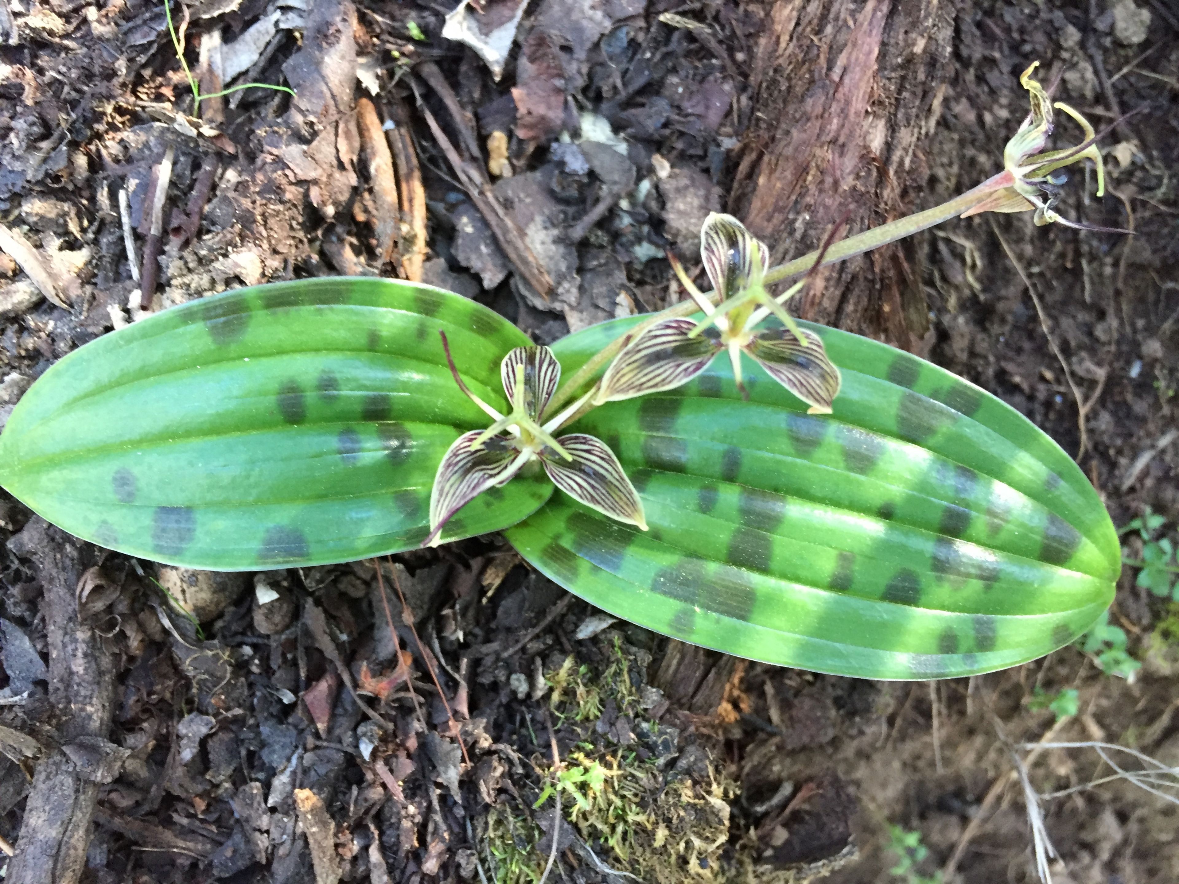 two spotted broad leaves with multi-colored flower 