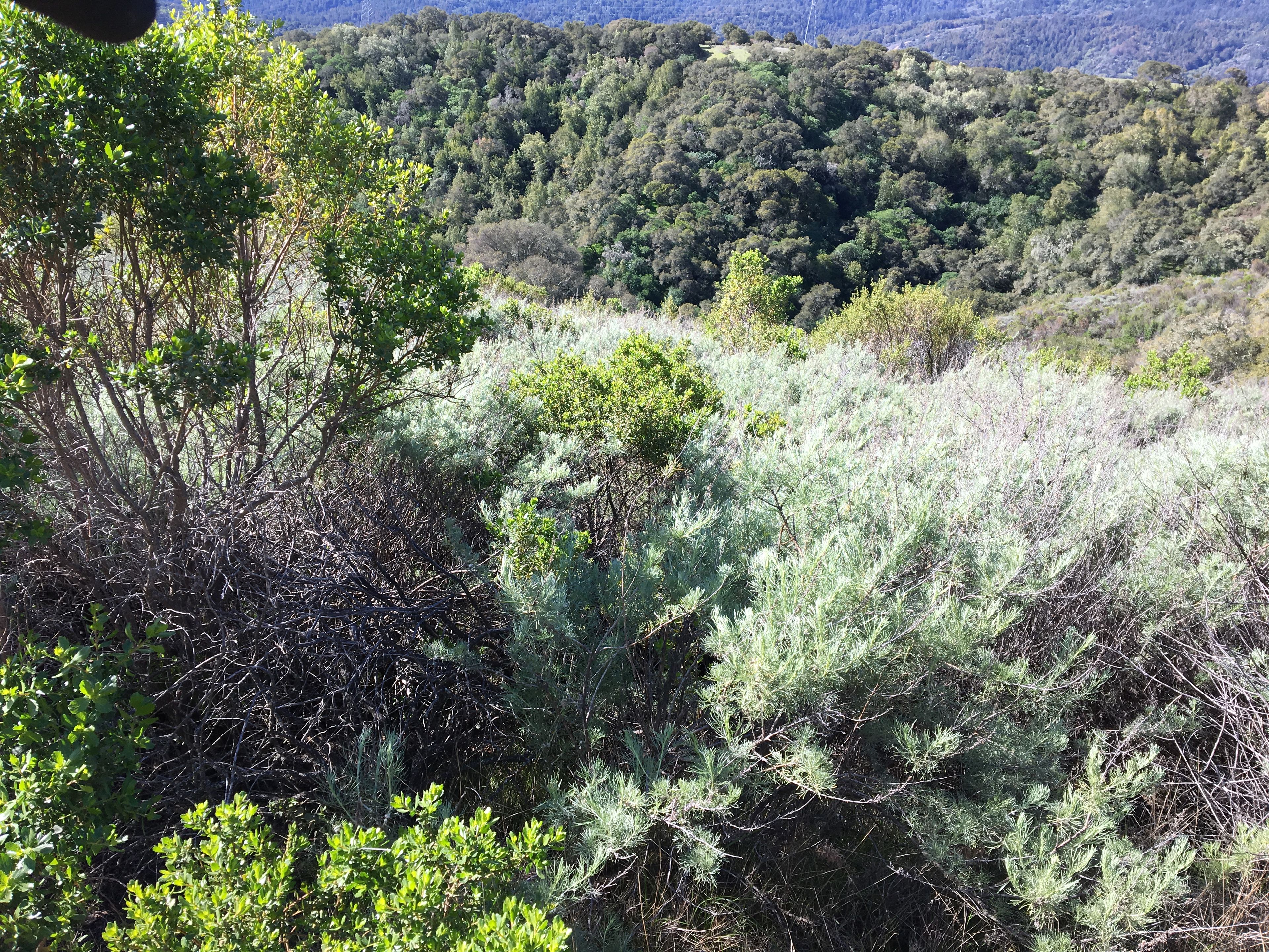 lighter and darker green vegetation on a hillside 