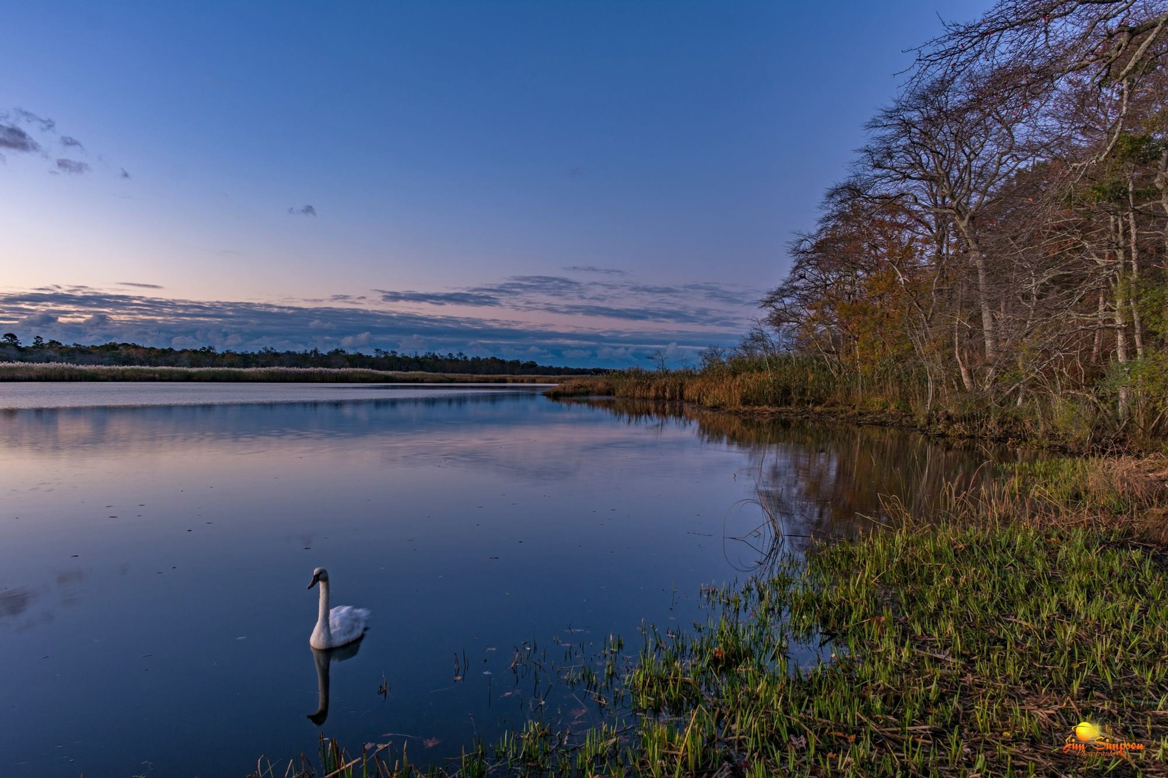 A mute swan glides across the still early morning waters of the Carmans River