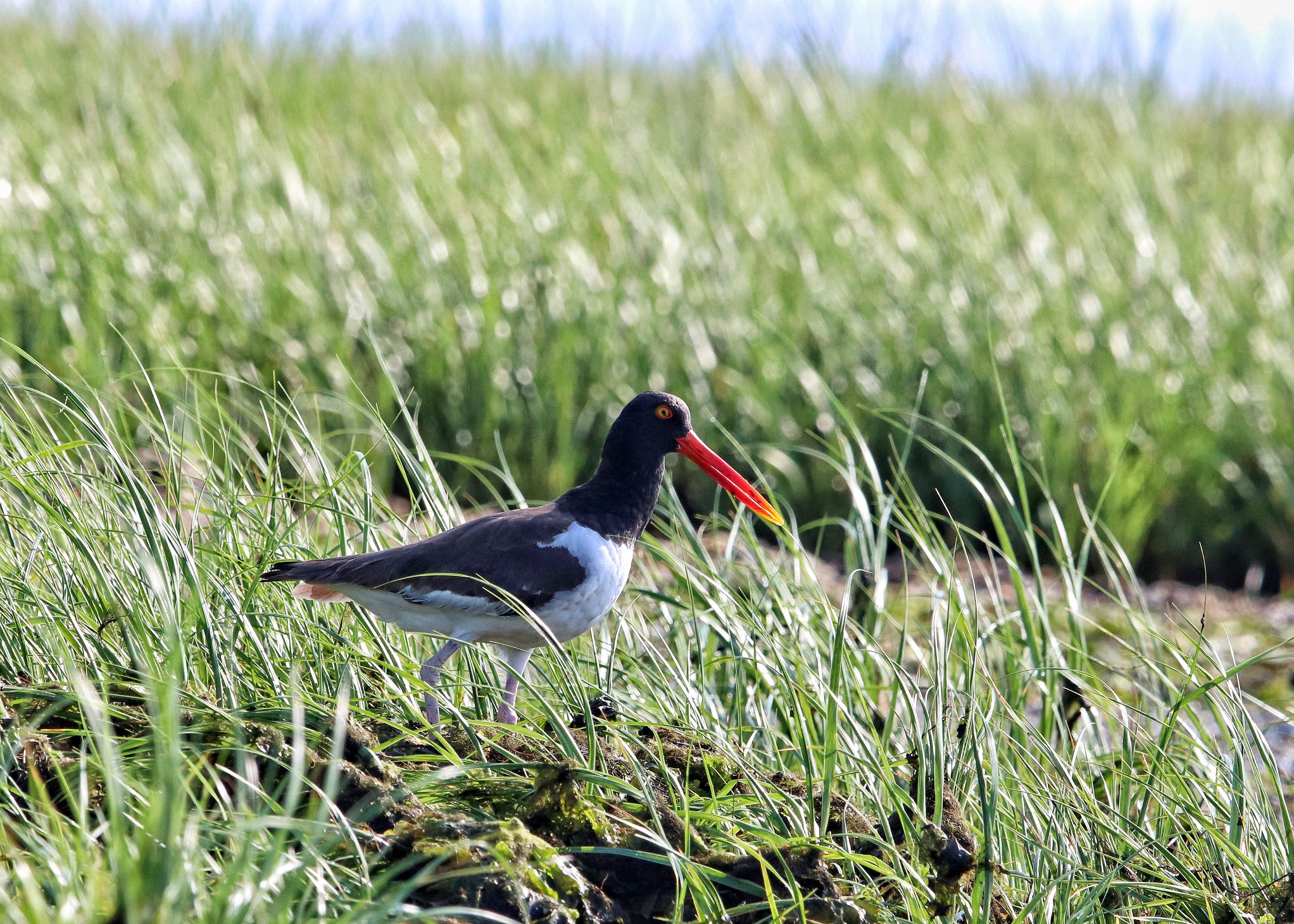 Intrepid paddlers may be reward with the rare sight of an American oystercatcher! 