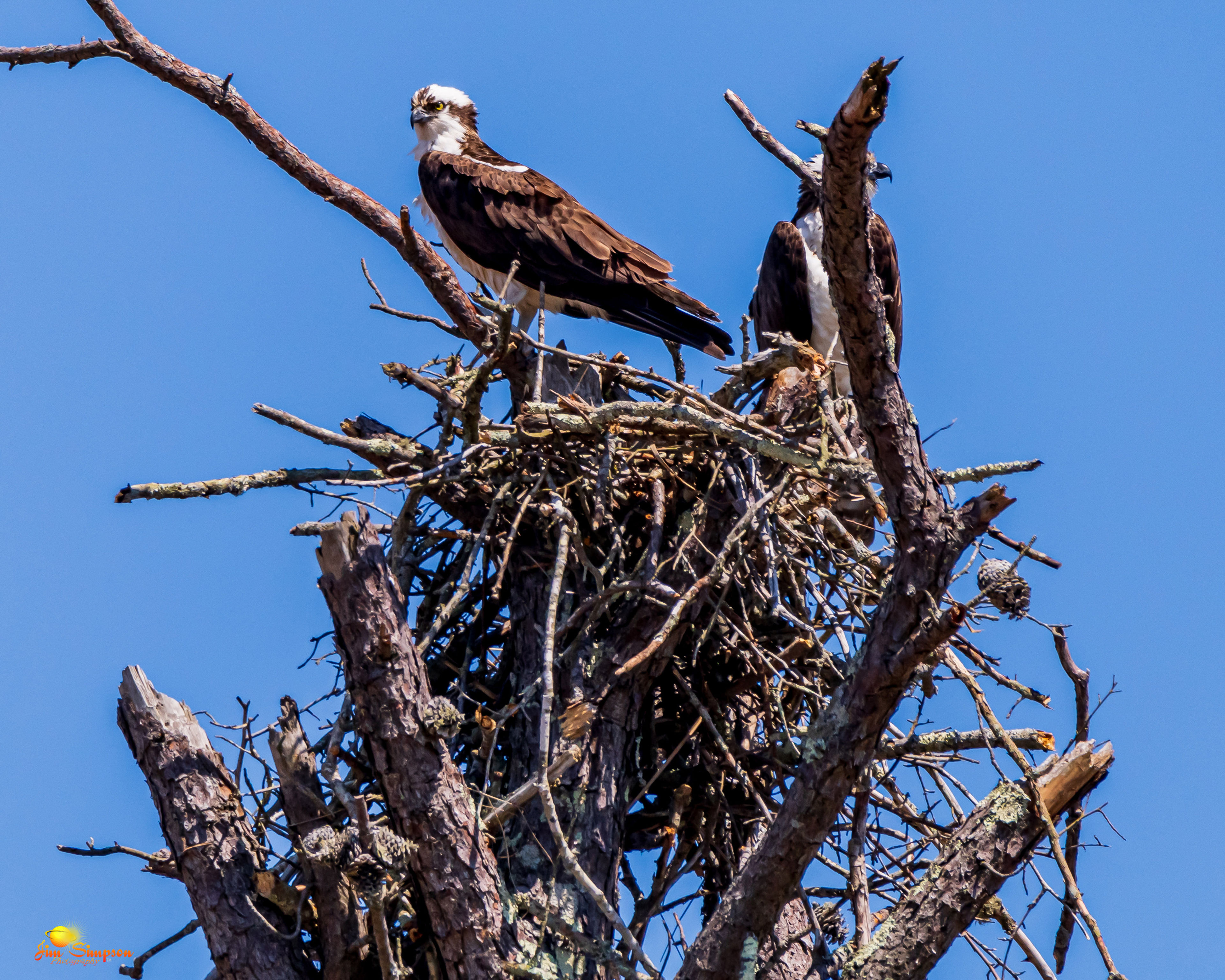 Paddlers will see numerous osprey nests along the Carmans River during their refuge visit.