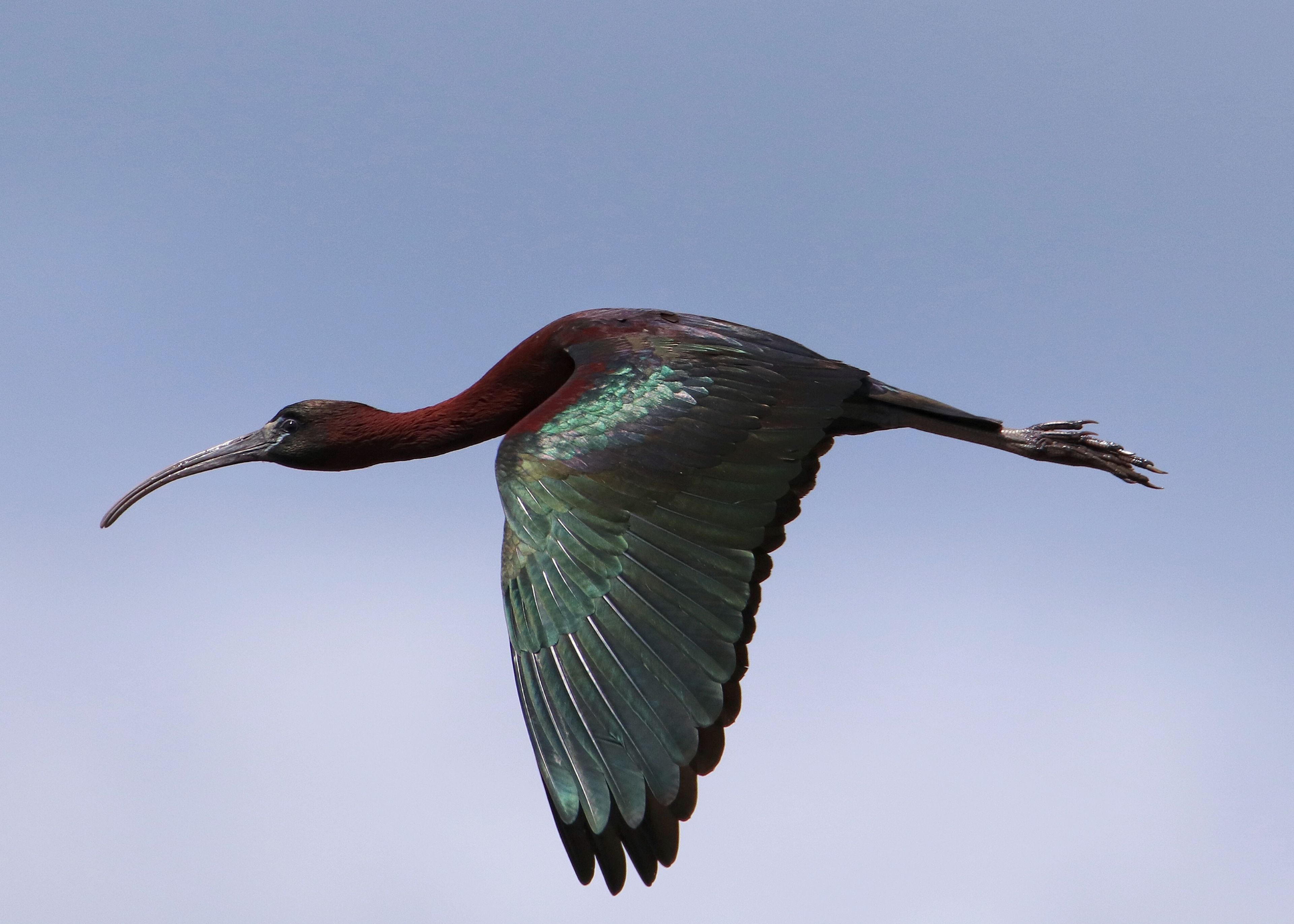 Intrepid paddlers may be reward with the rare sight of a glossy ibis! 