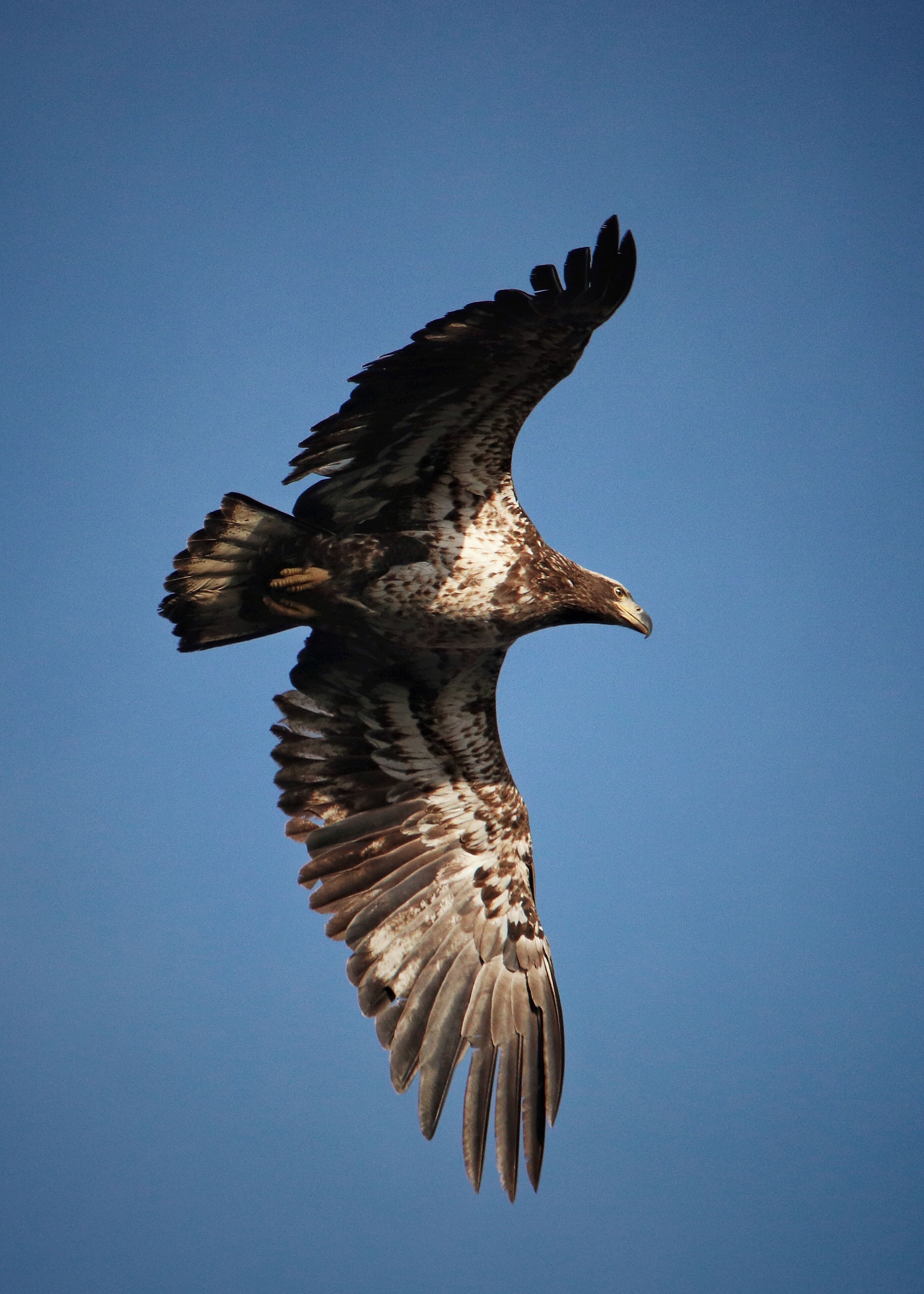 Paddlers might also catch a glimpse of juvenile bald eagles with their mottled coloration along the Carmans.