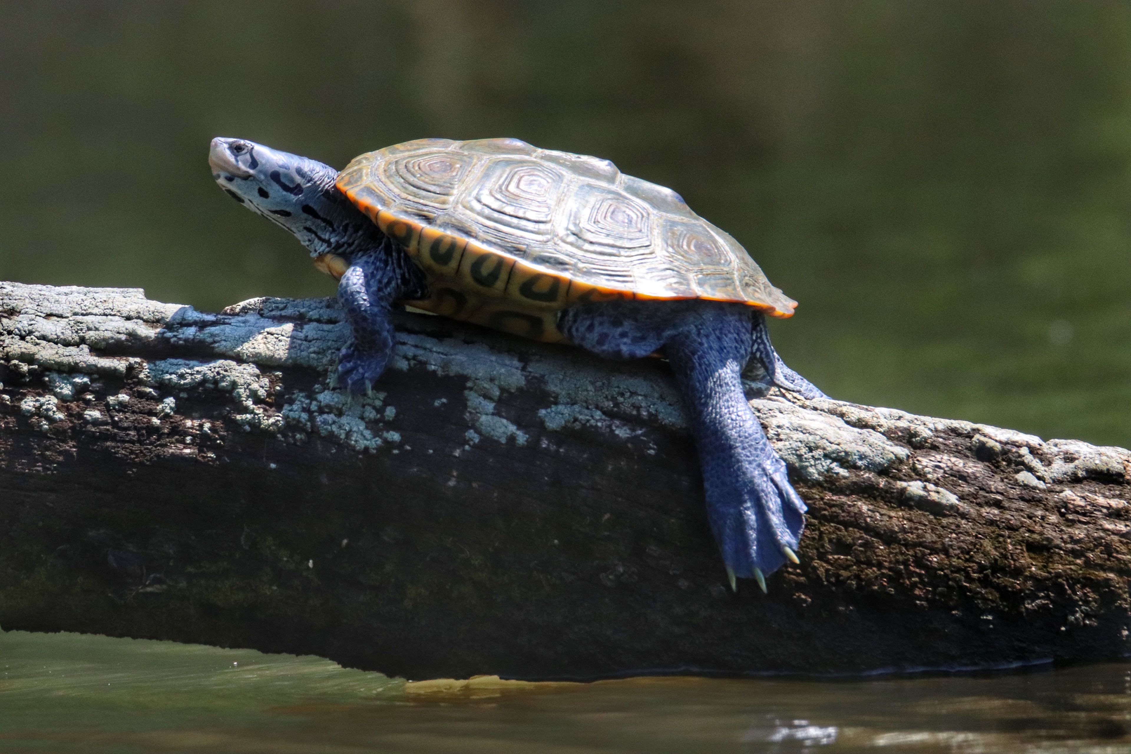 Diamondback terrapin are a rare reptilian treat for observant paddlers! 