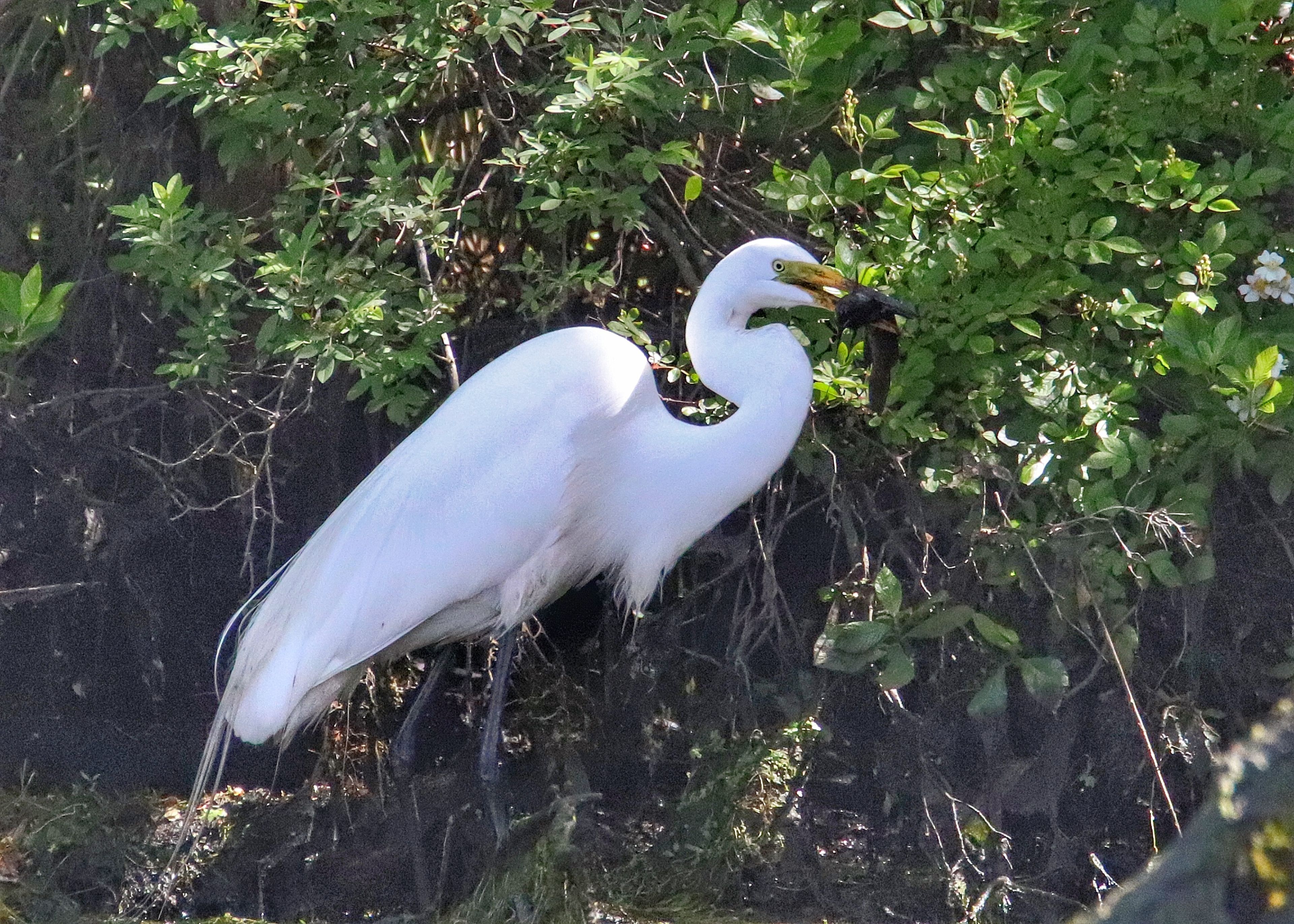 Great egrets in breeding plumage display green coloration at the base of their beak, as well as the more delicate plumage feathers. 