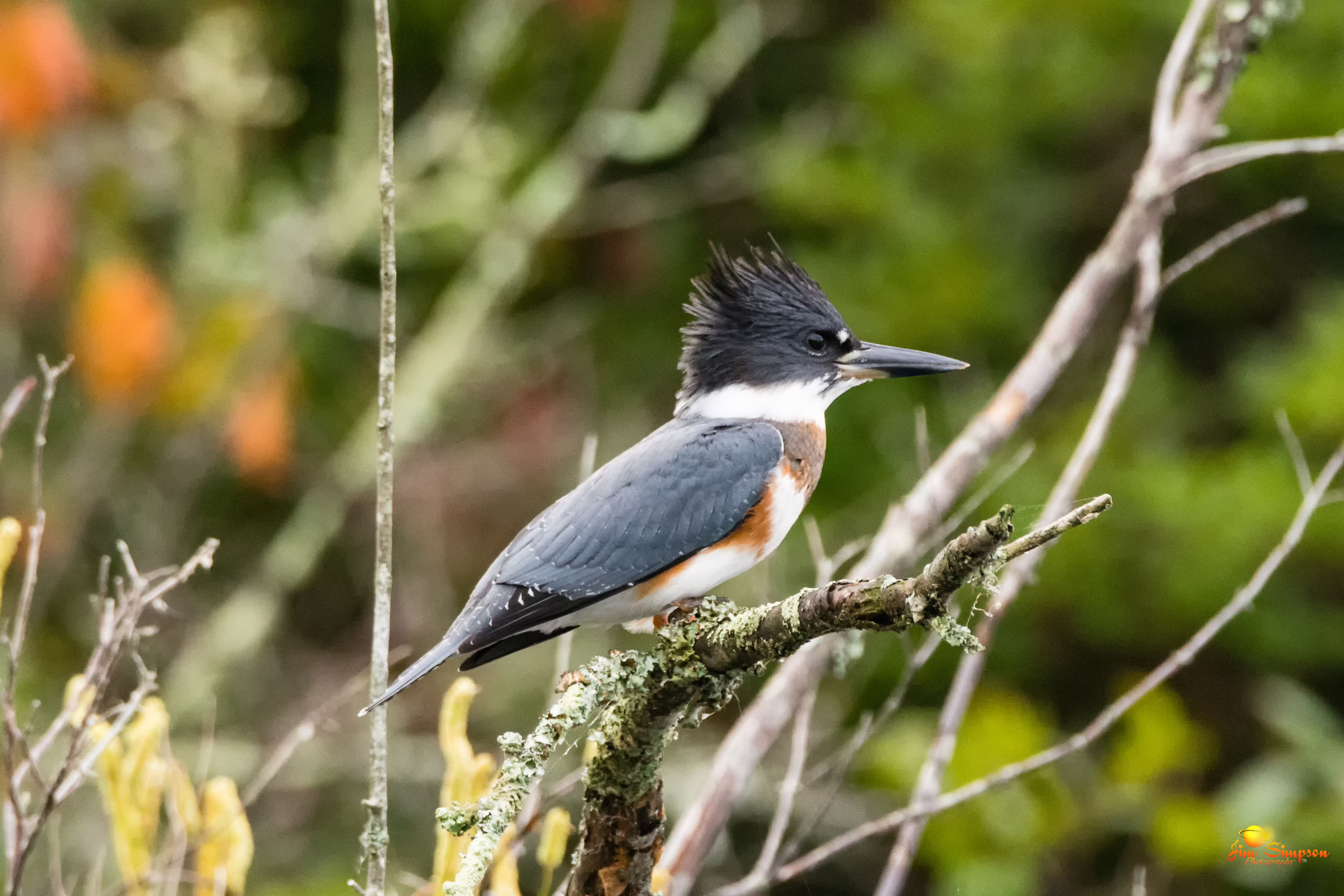 The female belted kingfisher is distinguished from the male by the rusty red stripes along hear breast. Lucky paddlers will often hear the rattle of these birds as they fly along the river's edge! 