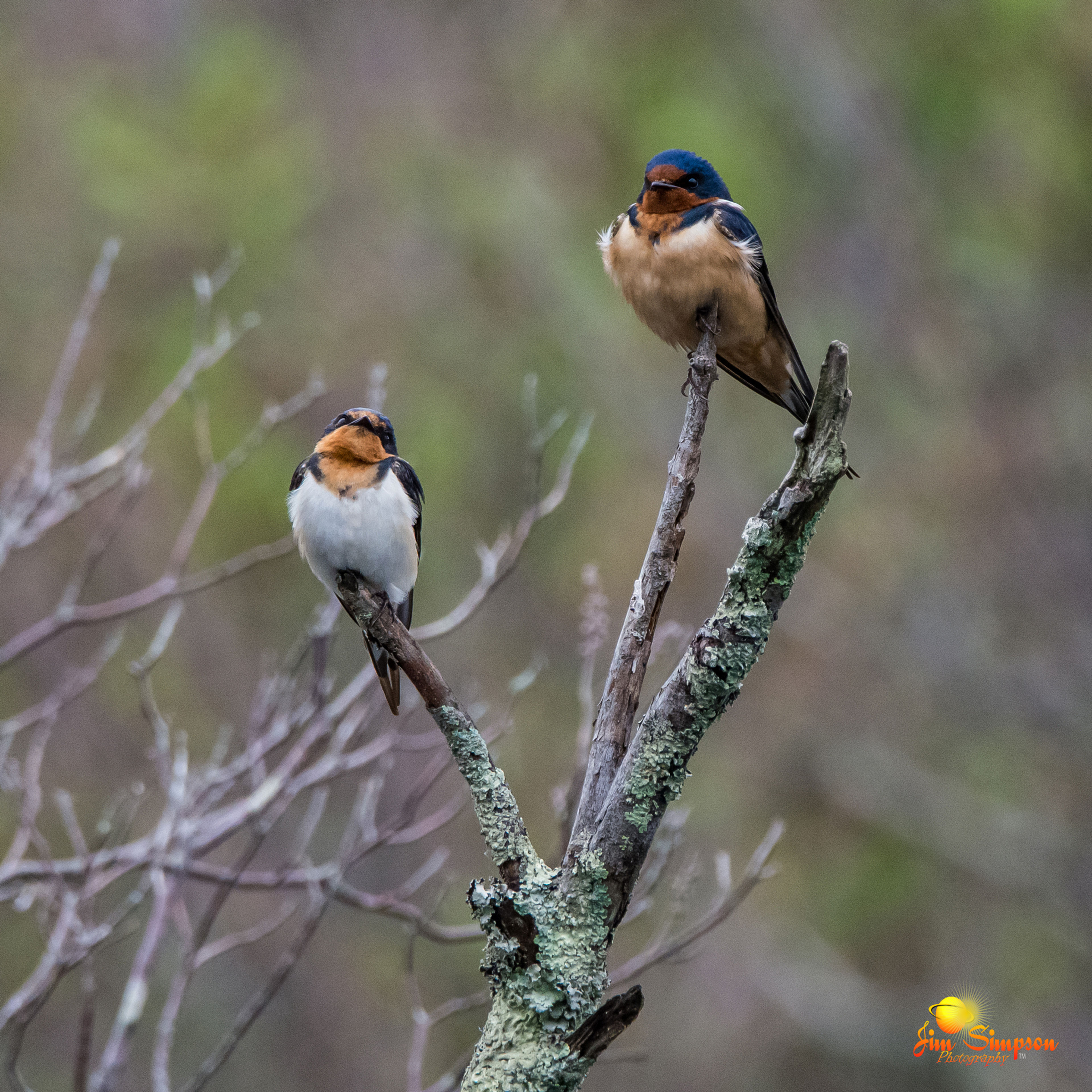 Paddlers can frequently see barn swallows swoop by as they catch insects in mid air!