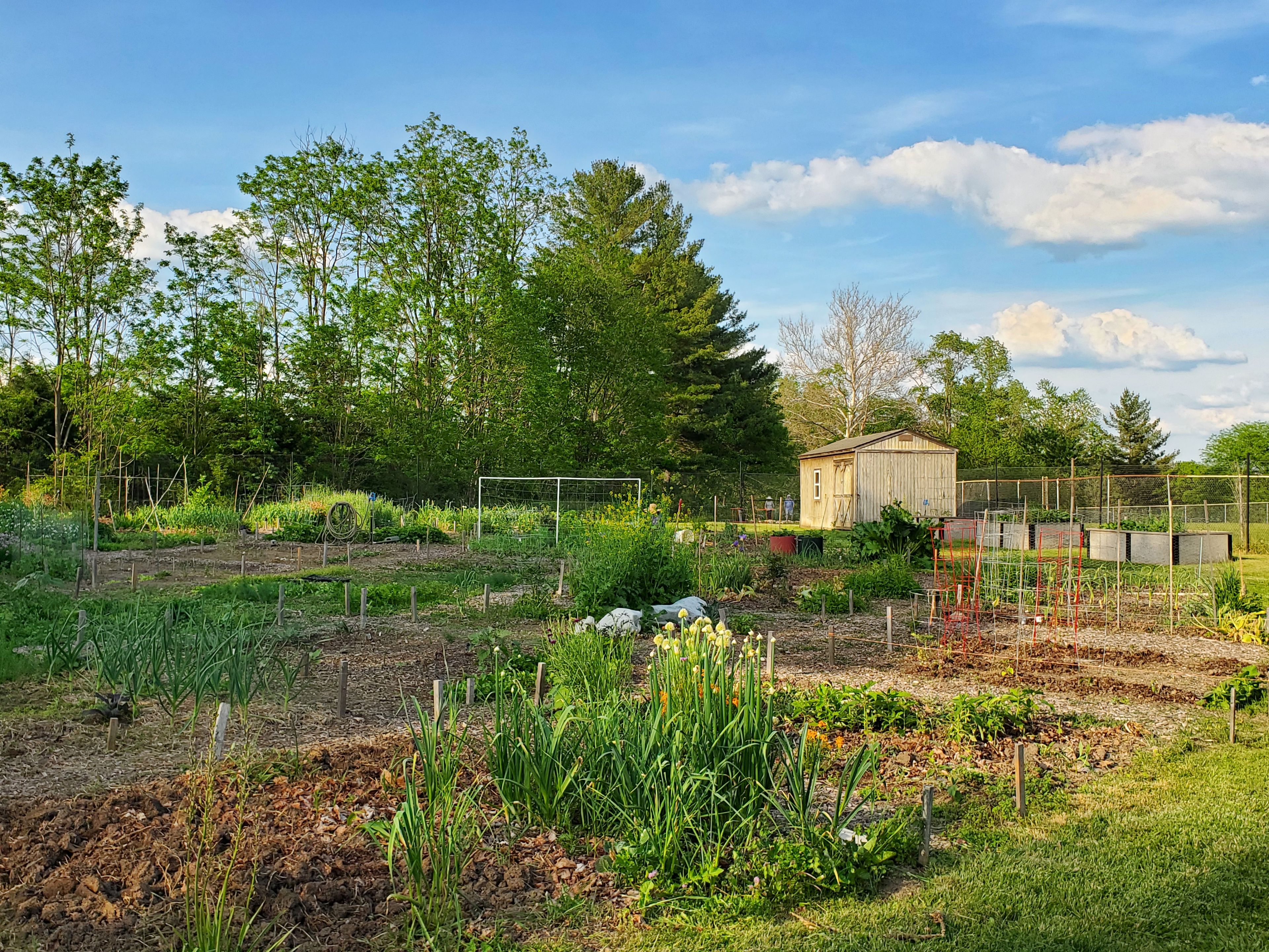 Butler Community Gardens, looking northeast