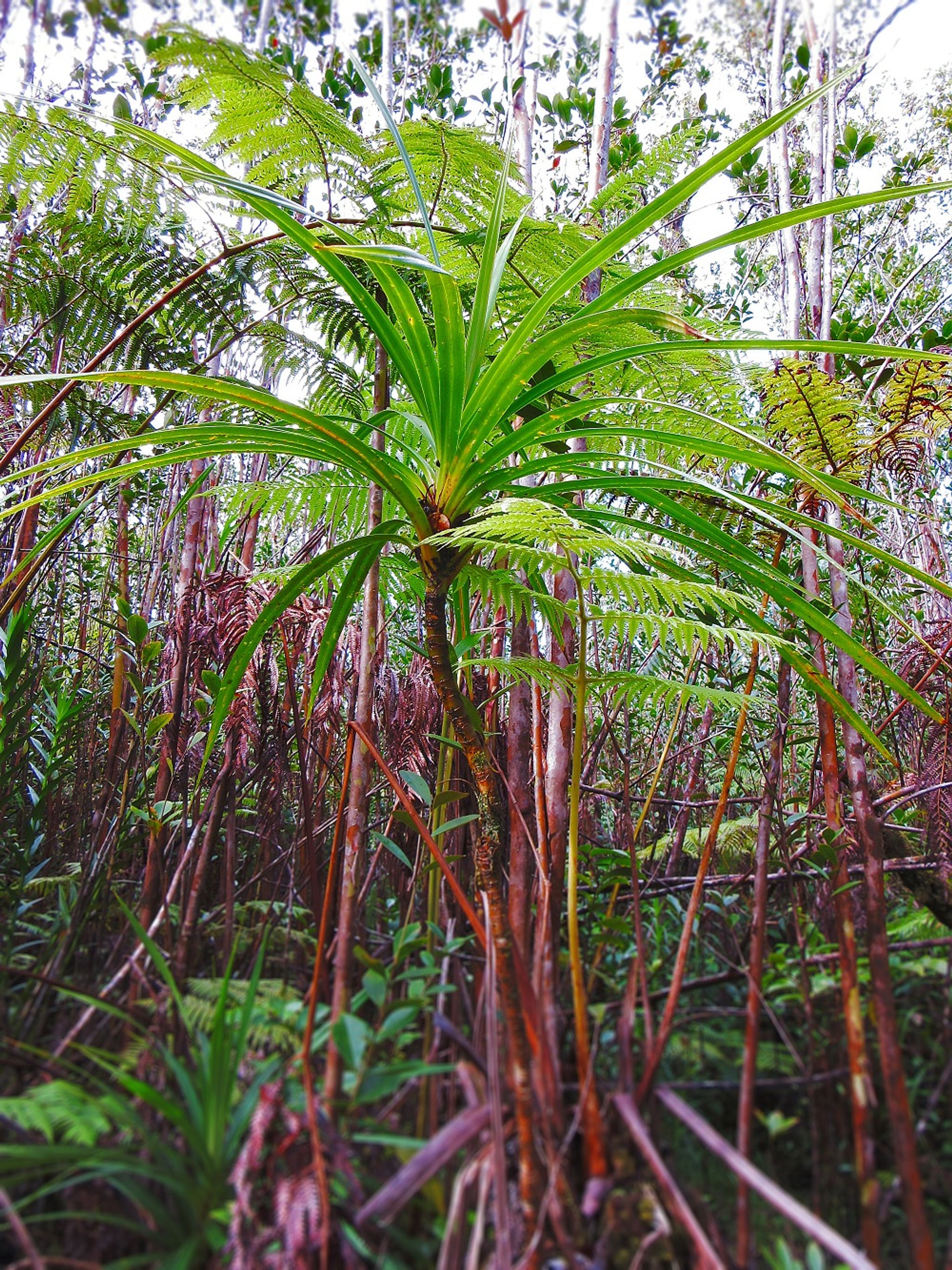 A diversity of native plants like this ʻieʻie are encountered along the trail.