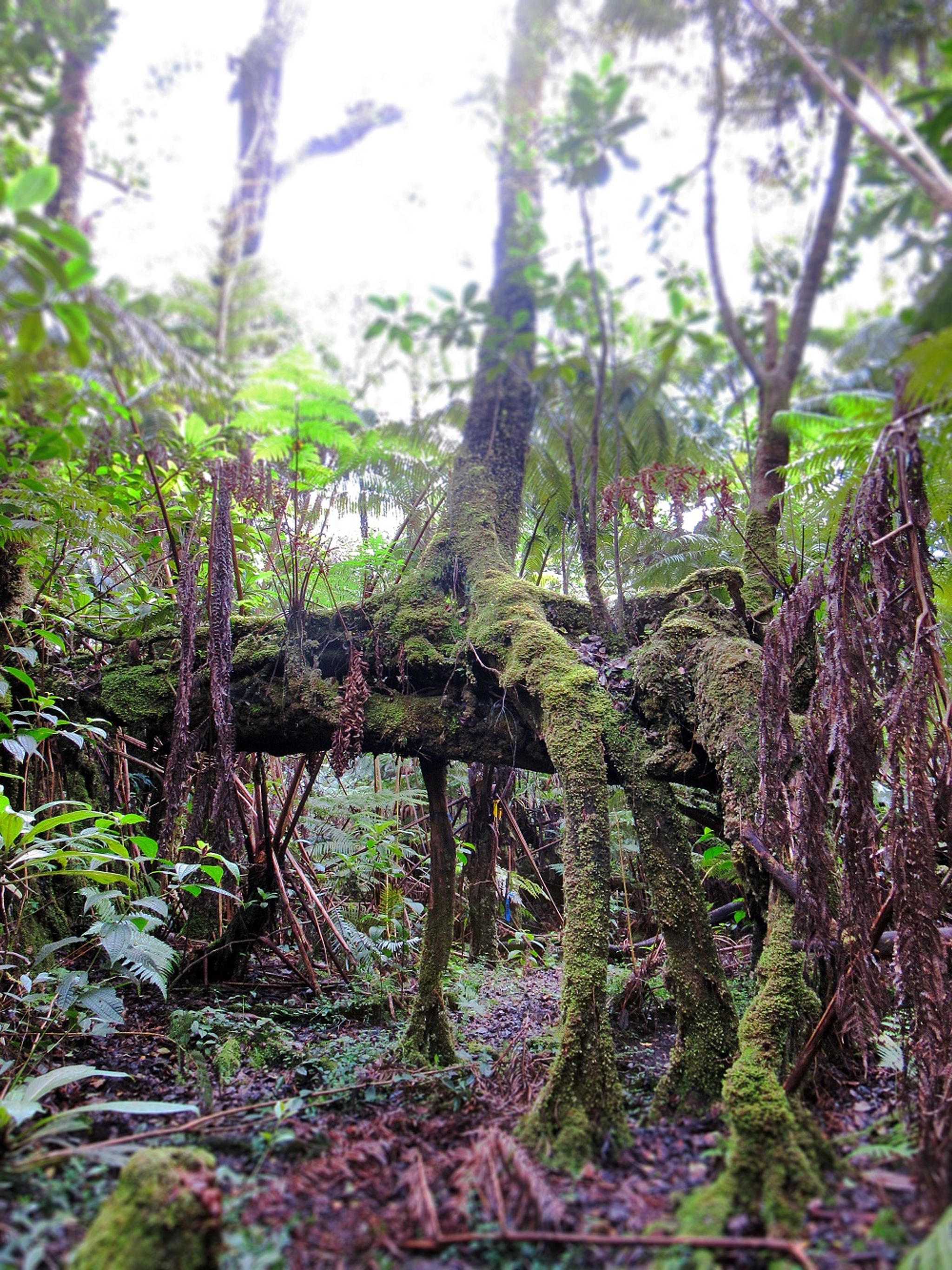 A tangle of roots and lush vegetation are a typical site along this rain forest trail.