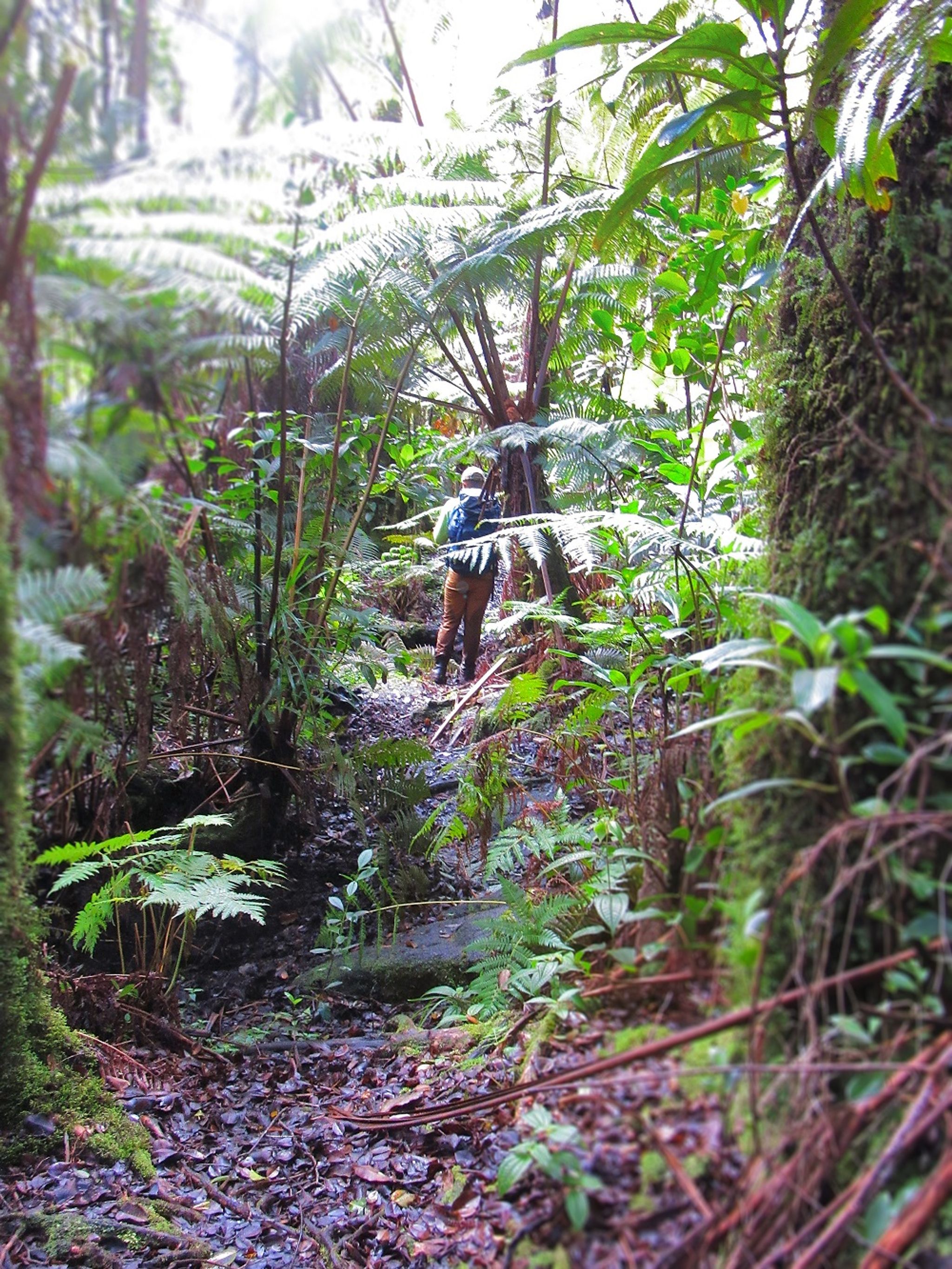 Large hāpuʻu (tree ferns) dwarf hikers as they pass under the multiple canopies of the forest.