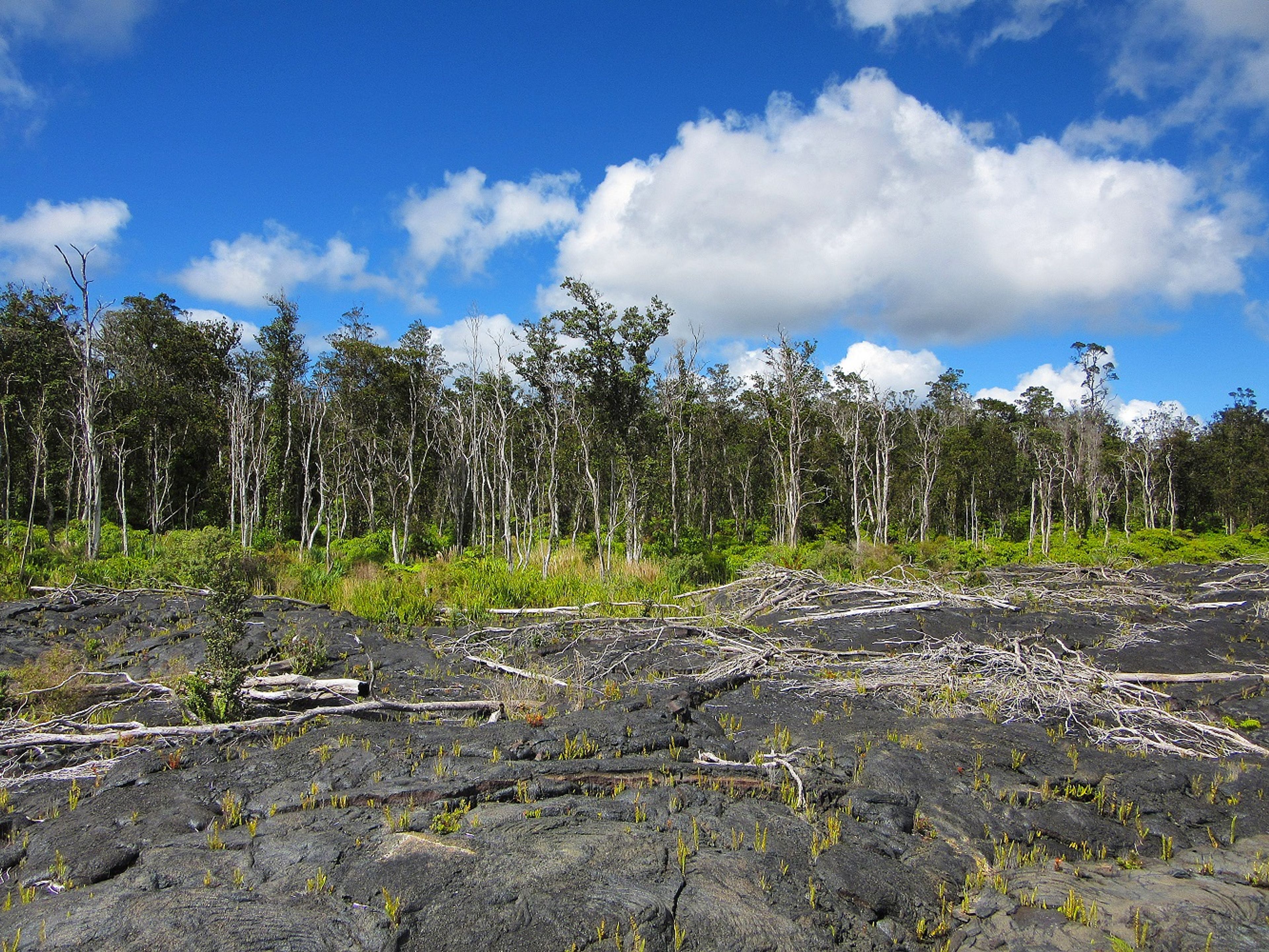 Recent pāhoehoe flows contrast with the lush native forest.