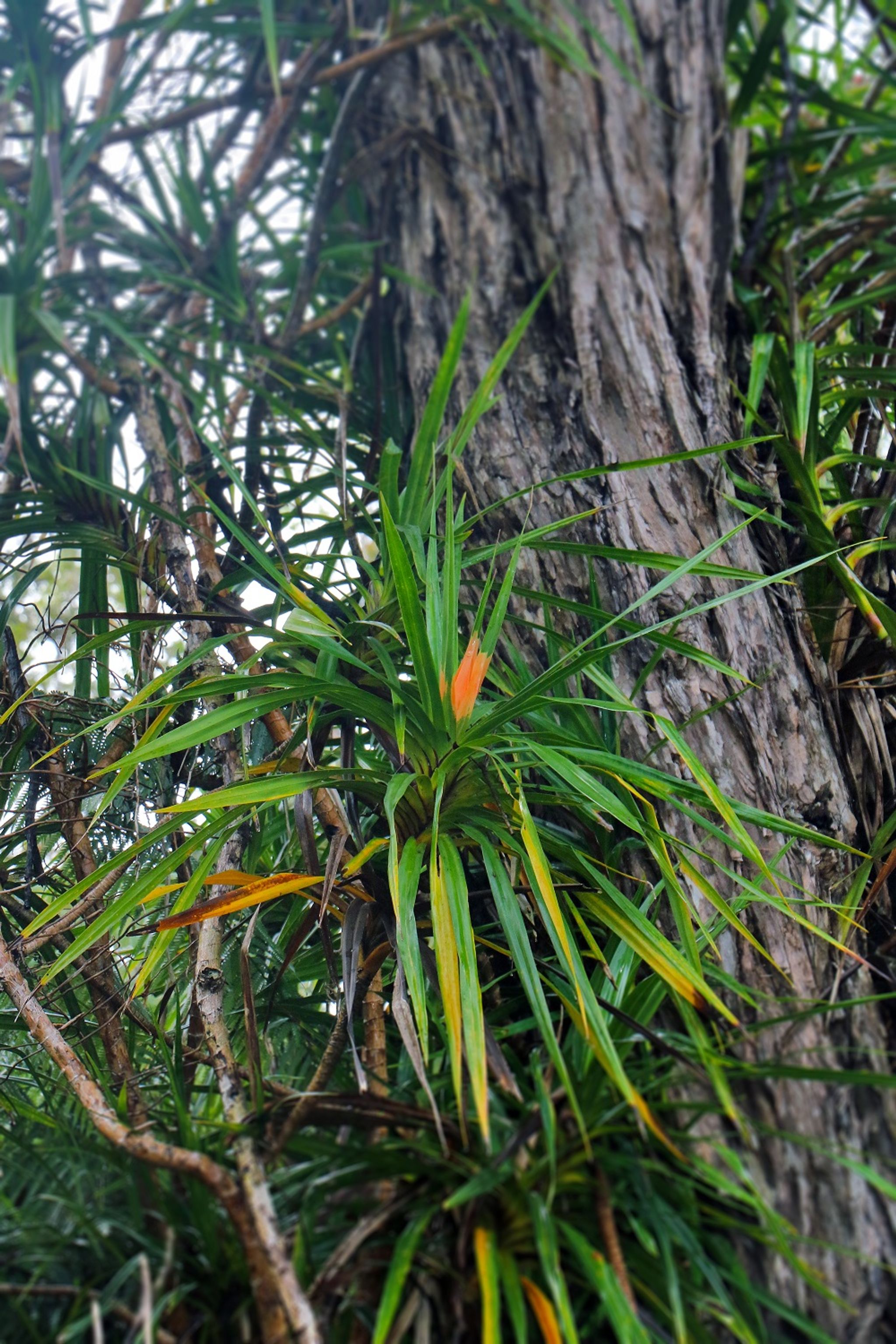 The native climber, ‘ie‘ie drapes across the trees.