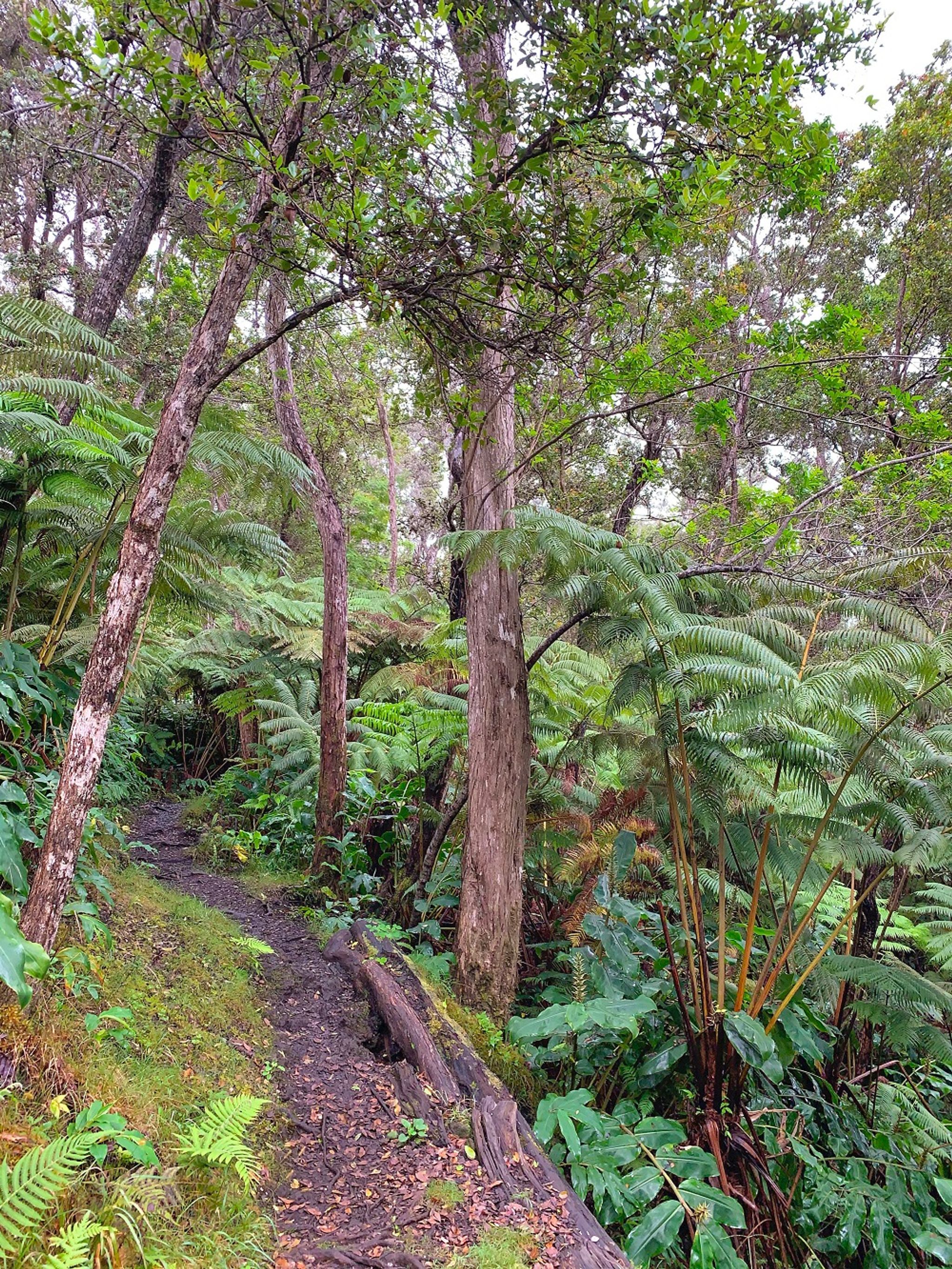 The steep terrain can make some sections challenging.