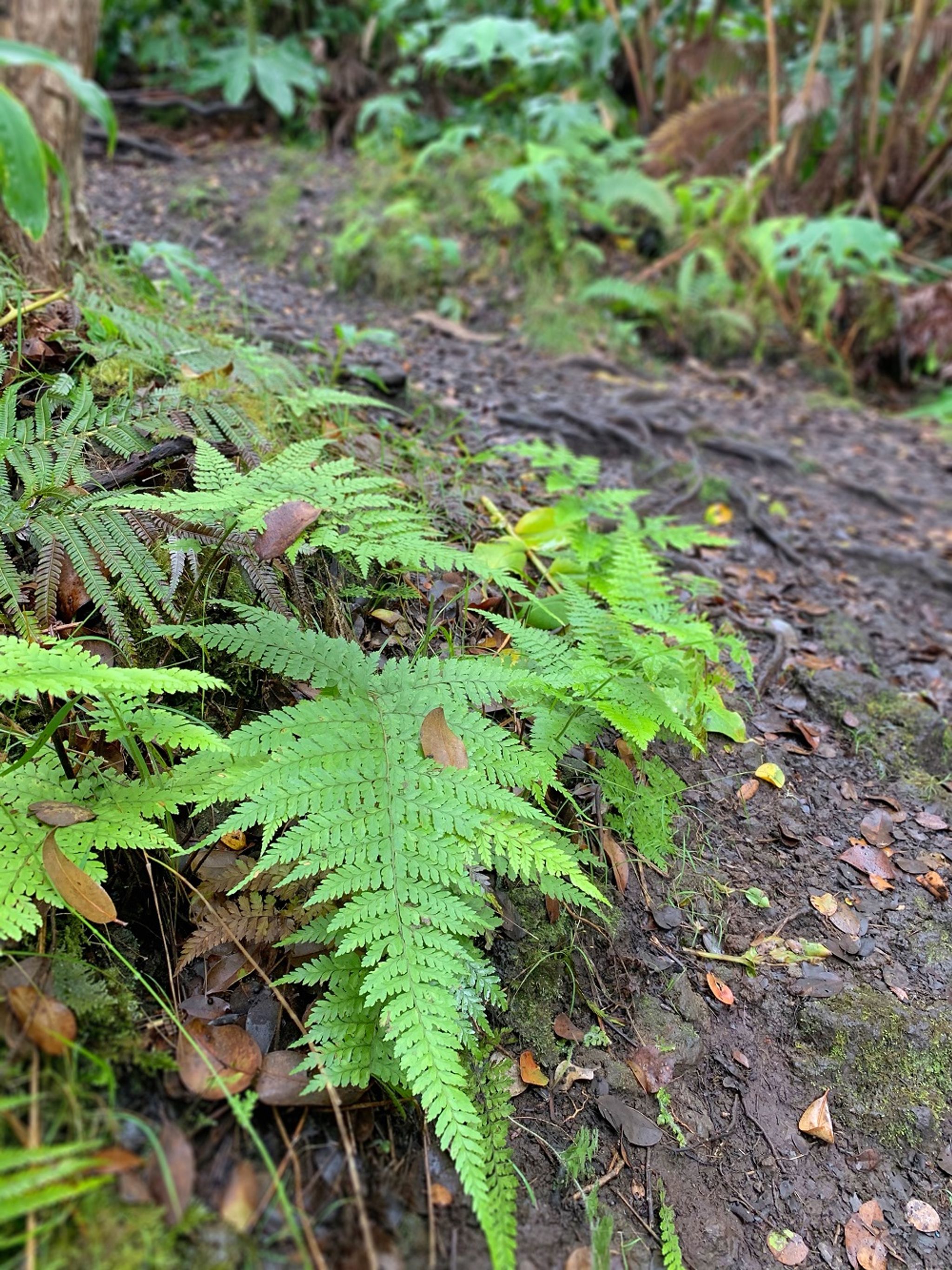 Native plants, like this ‘ākōlea fern, bring lushness to this forest.