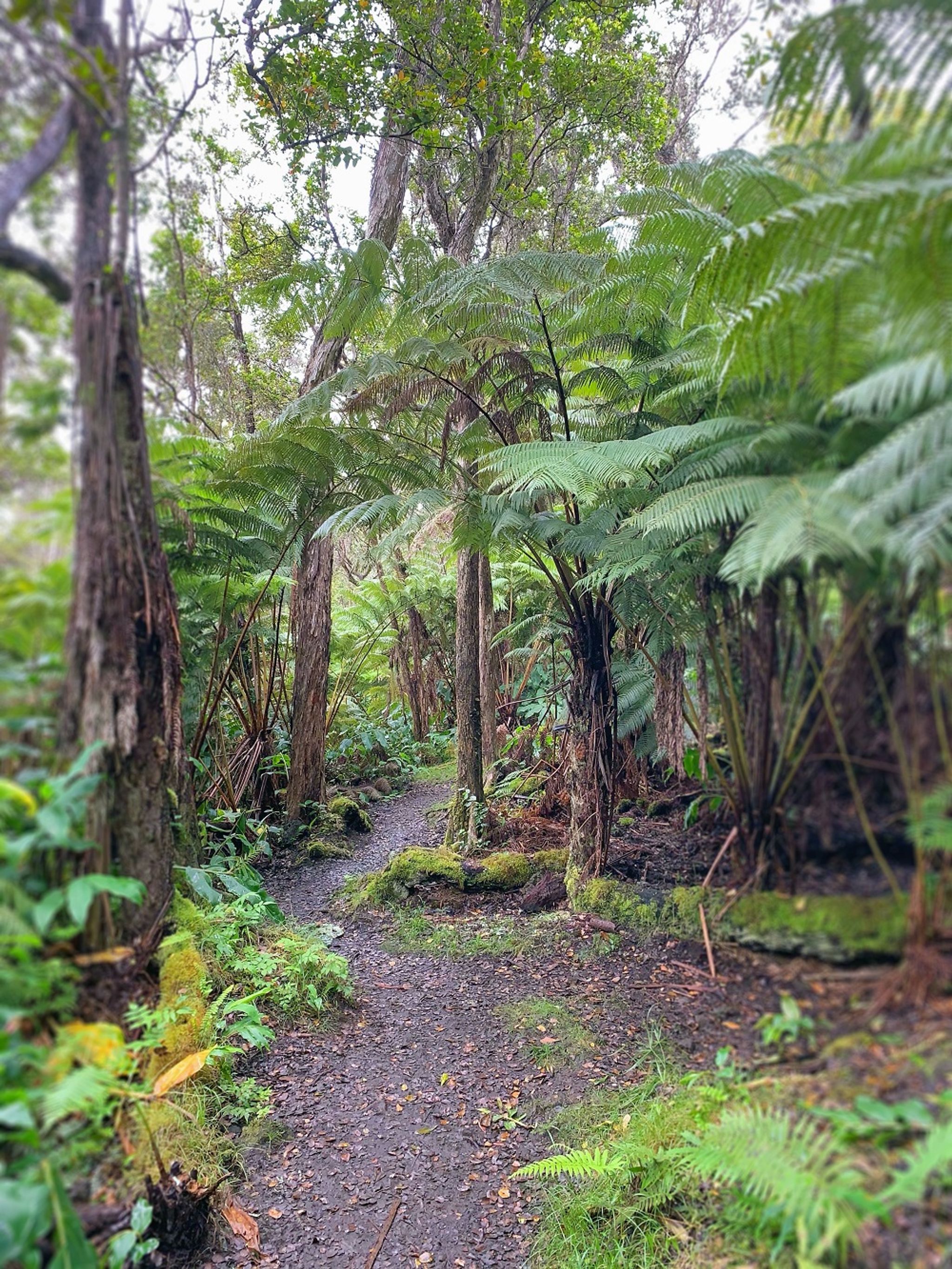 The network of trails meanders through a cloud forest.