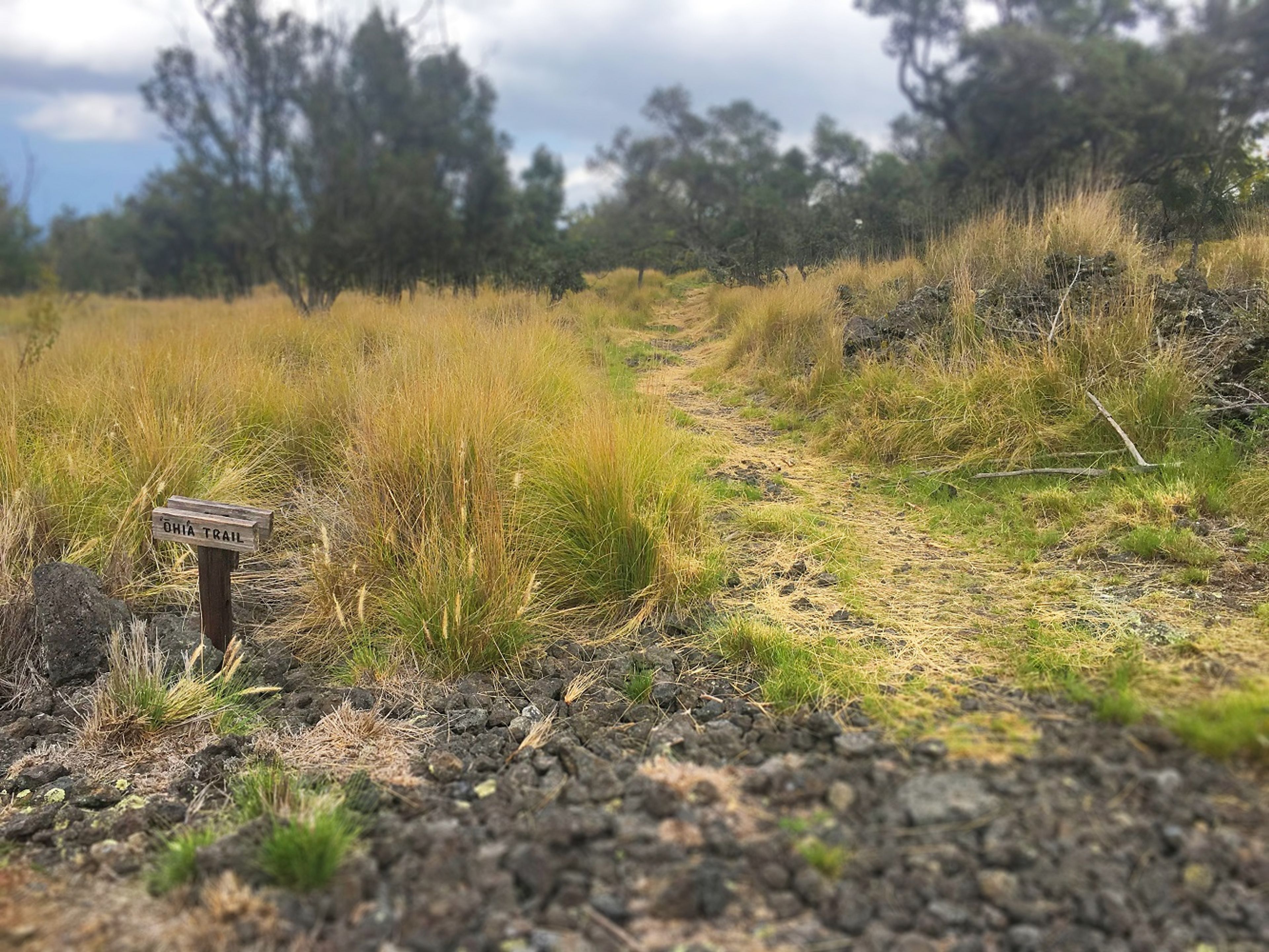 The trail starts after a short walk up the Vulcanite Road.