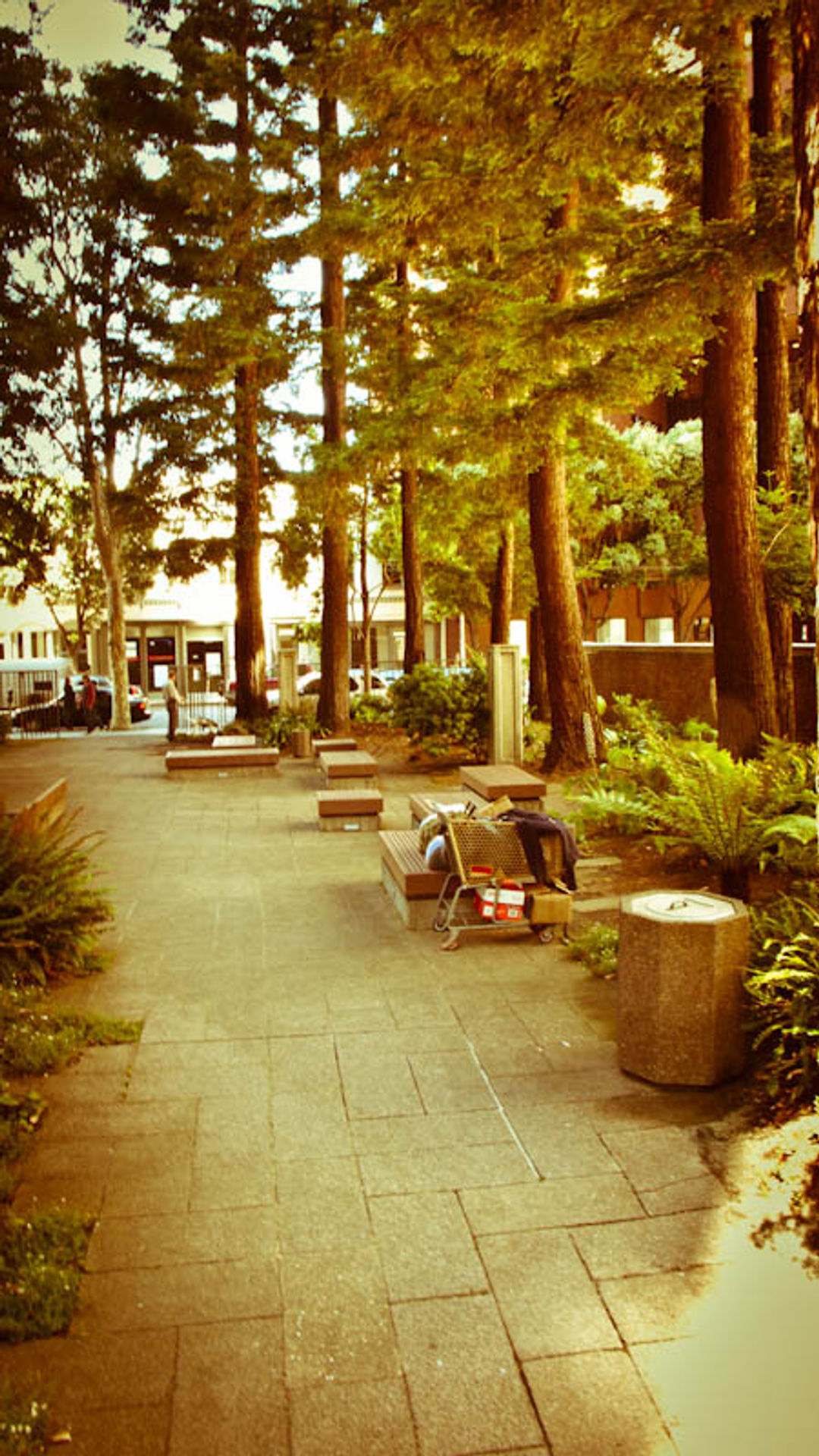 Multiple benches in the shade of the Redwood trees