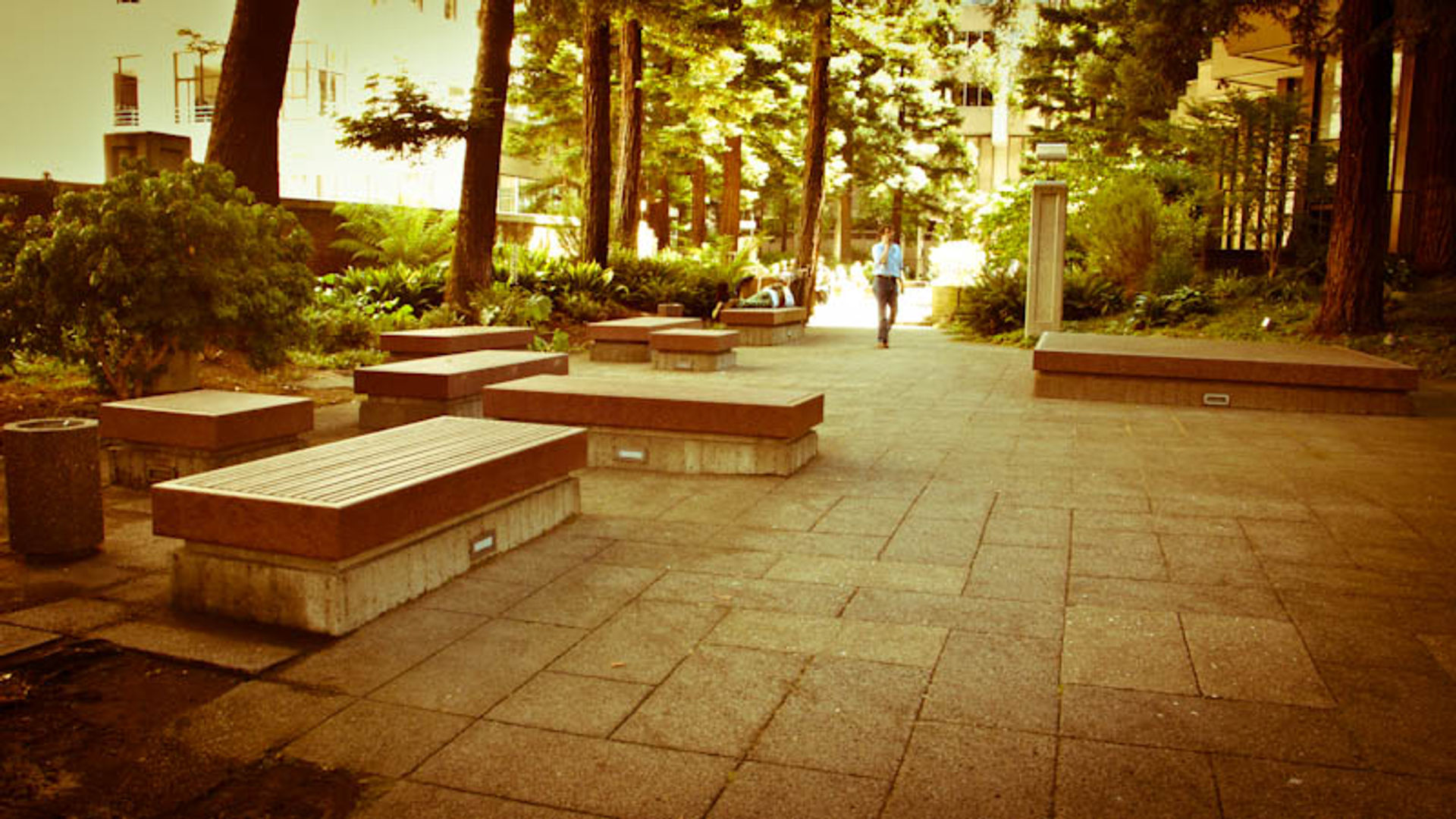 Multiple benches in the shade of the Redwood trees