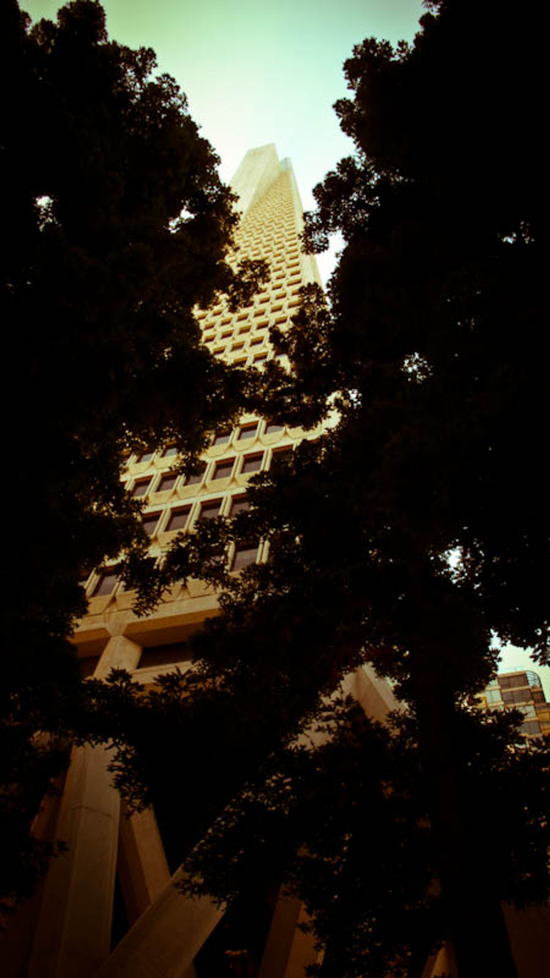 Looking up at the Transamerica Pyramid through the canopy of Redwood trees