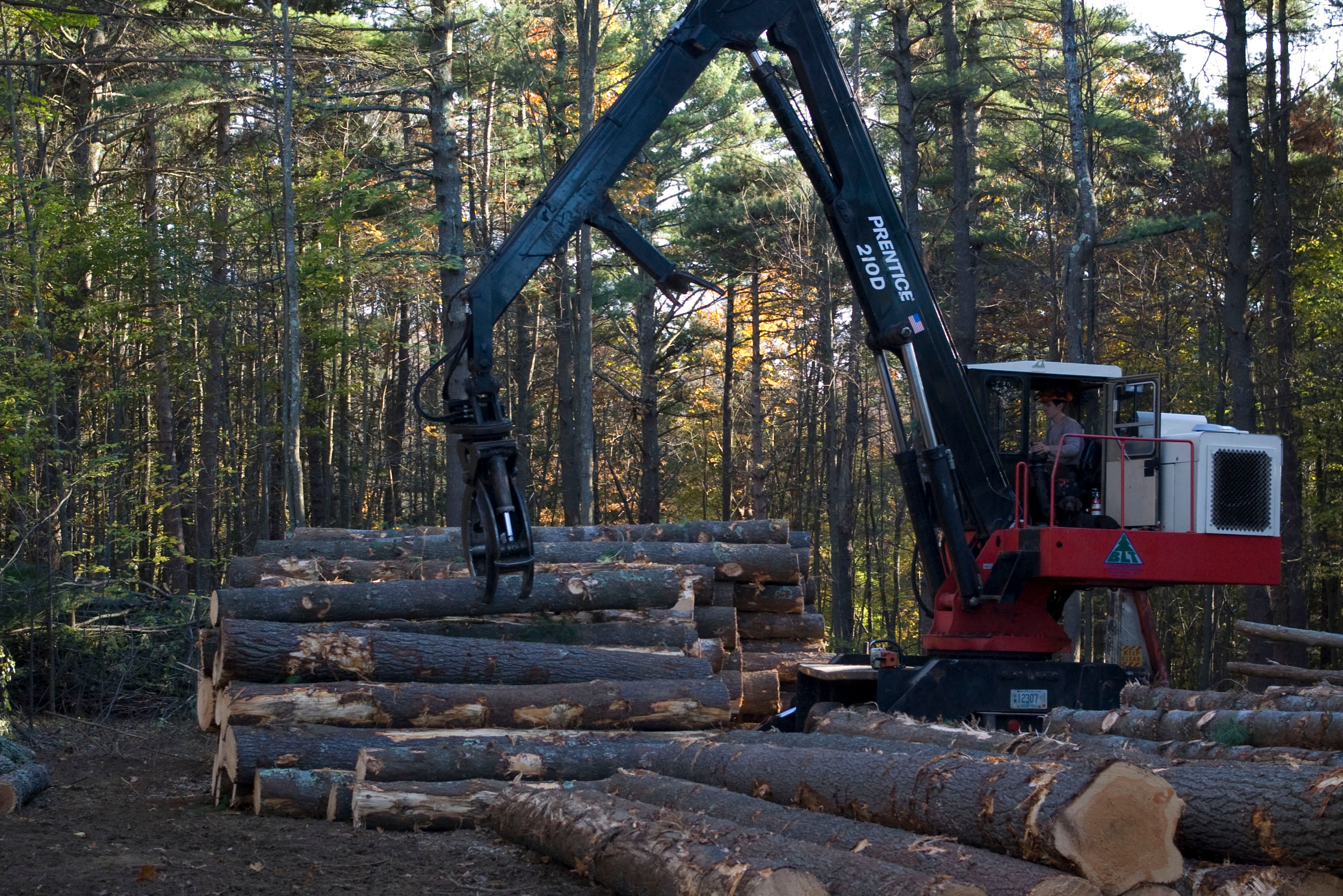 Logging timber at the forest as part of the forest management plan.