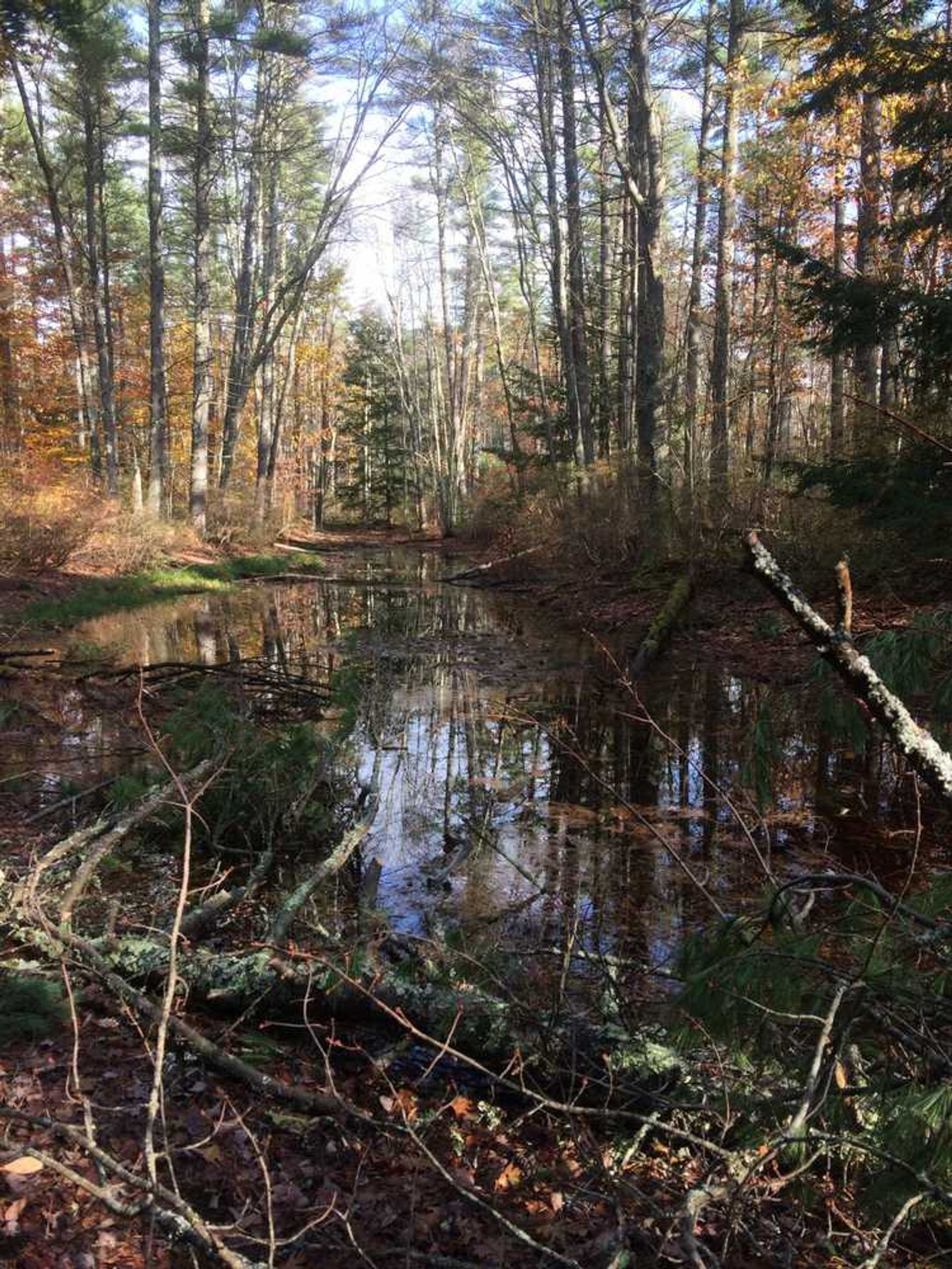 A bog in a forest pictured in fall.