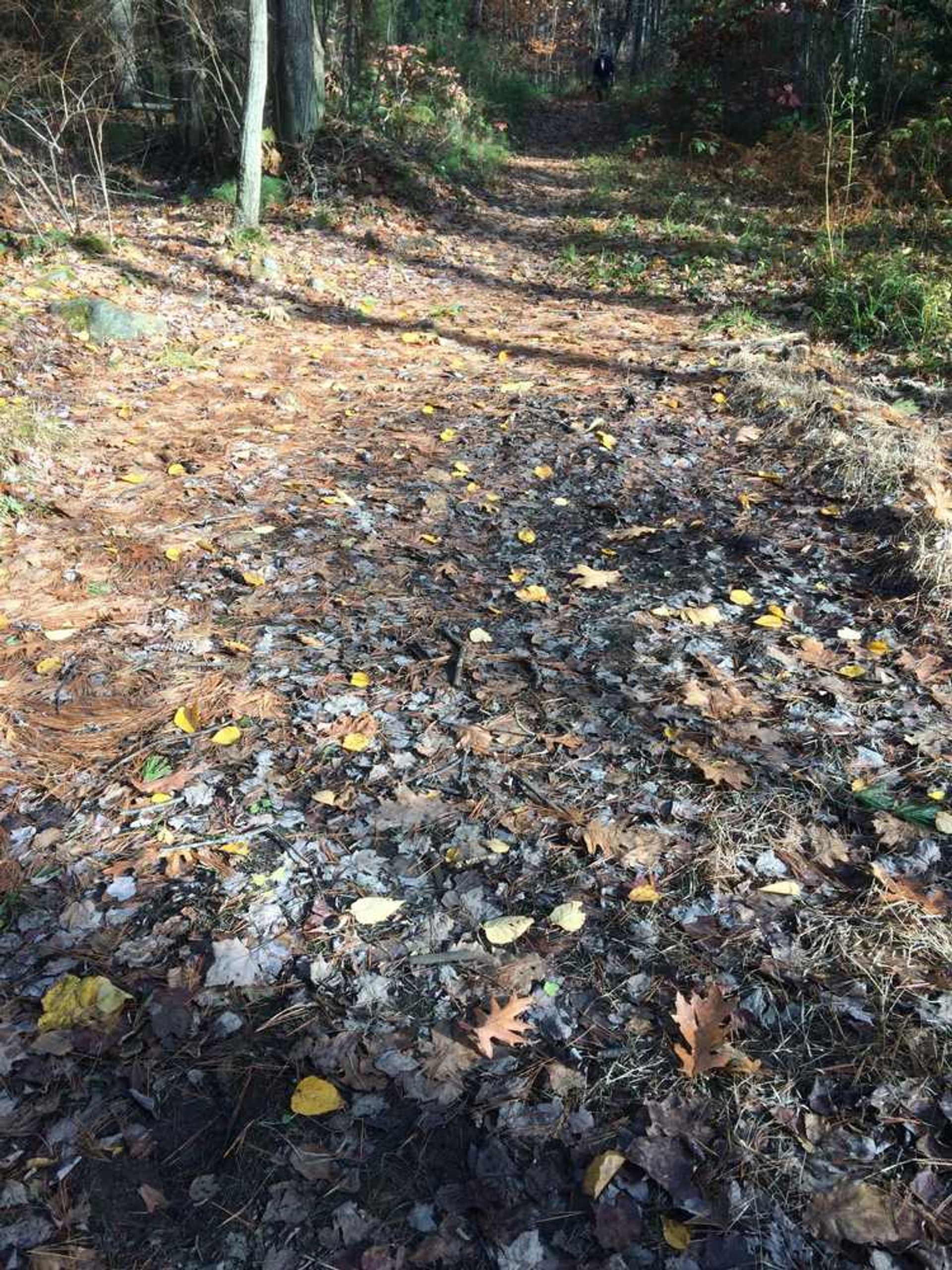 A trail through the woods in fall.