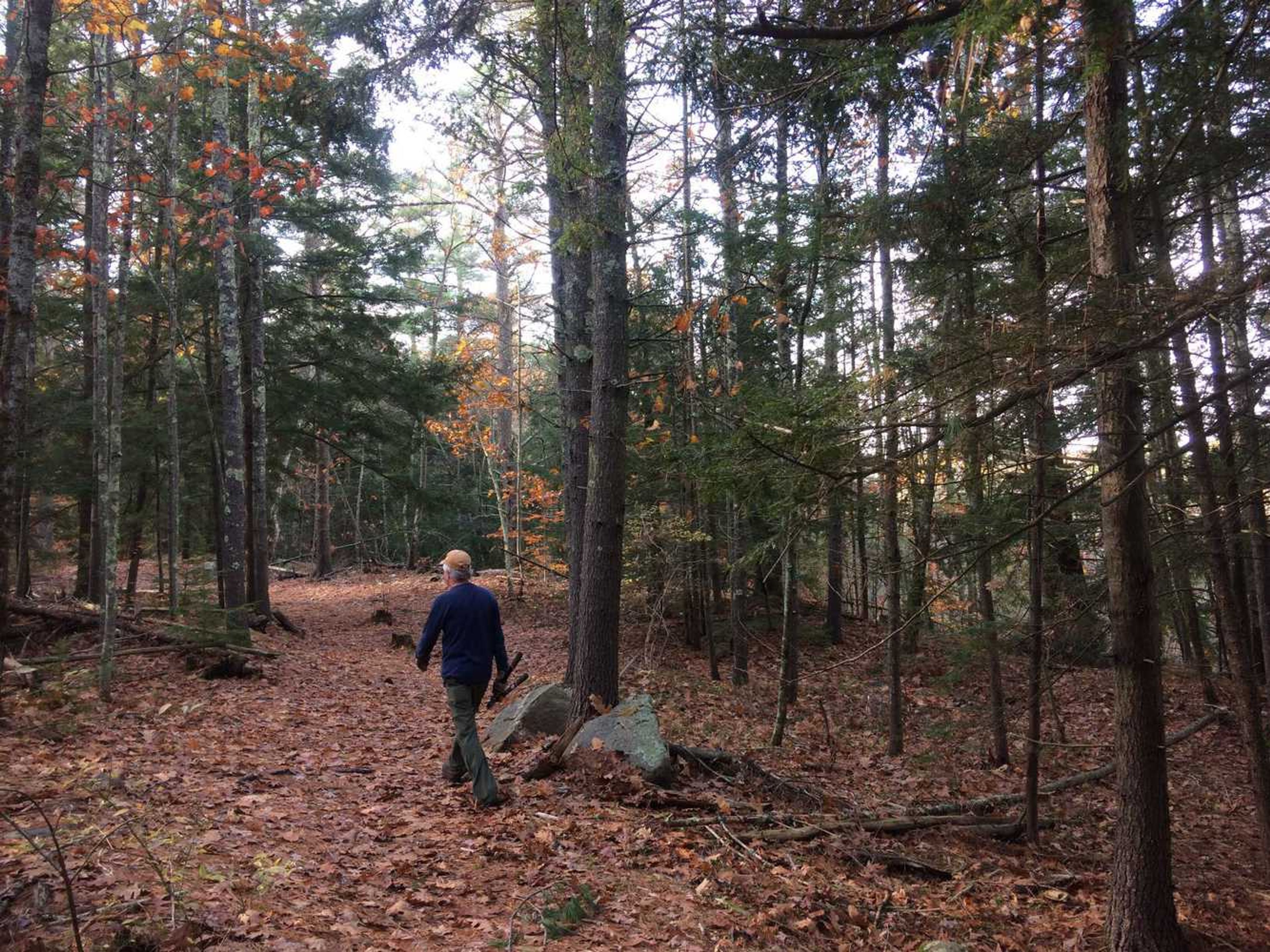 A hikers walks through the forest in fall.