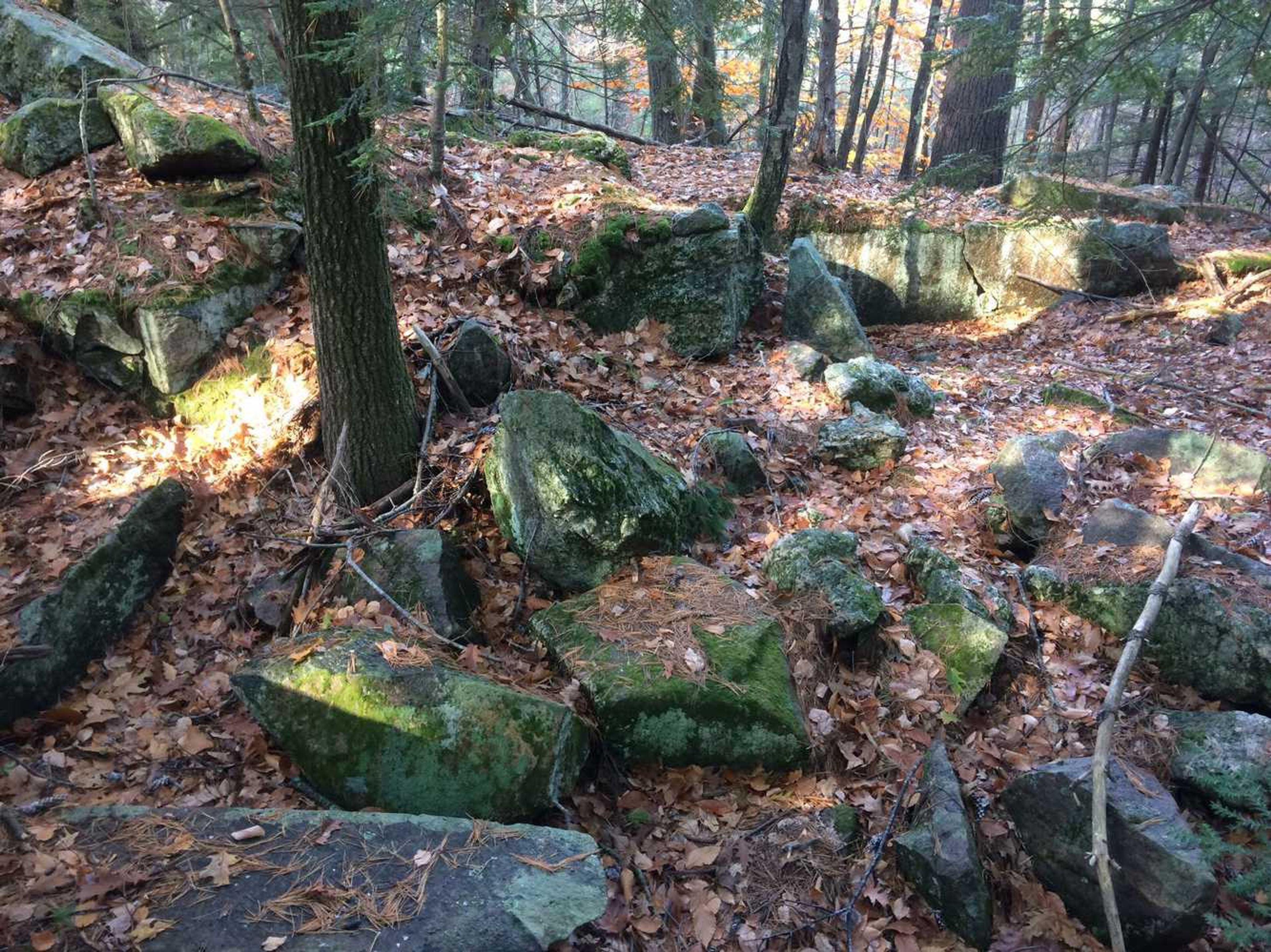 Rocks are scattered in the forest, covered in dried leaves.