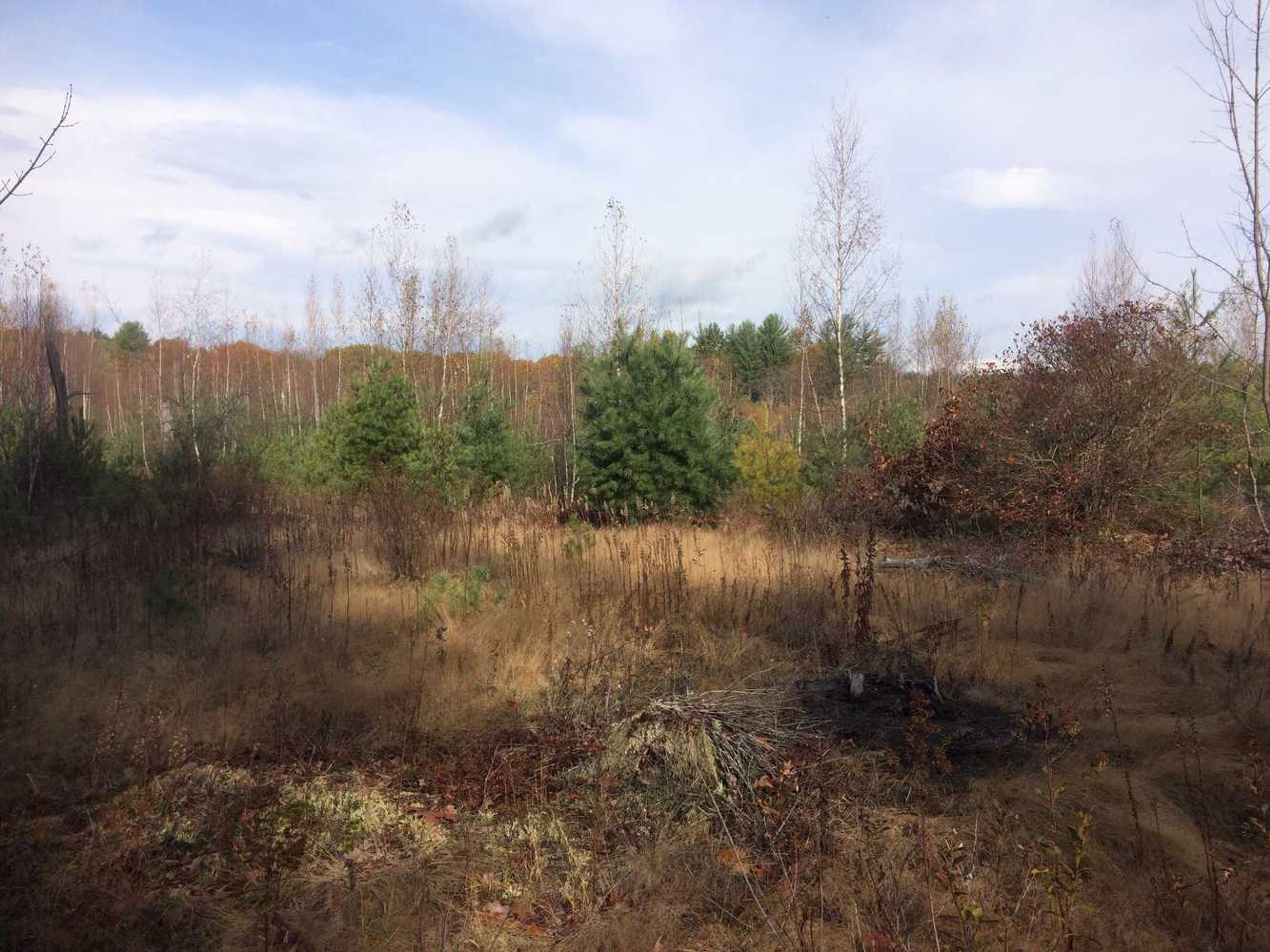 A field near a forest.