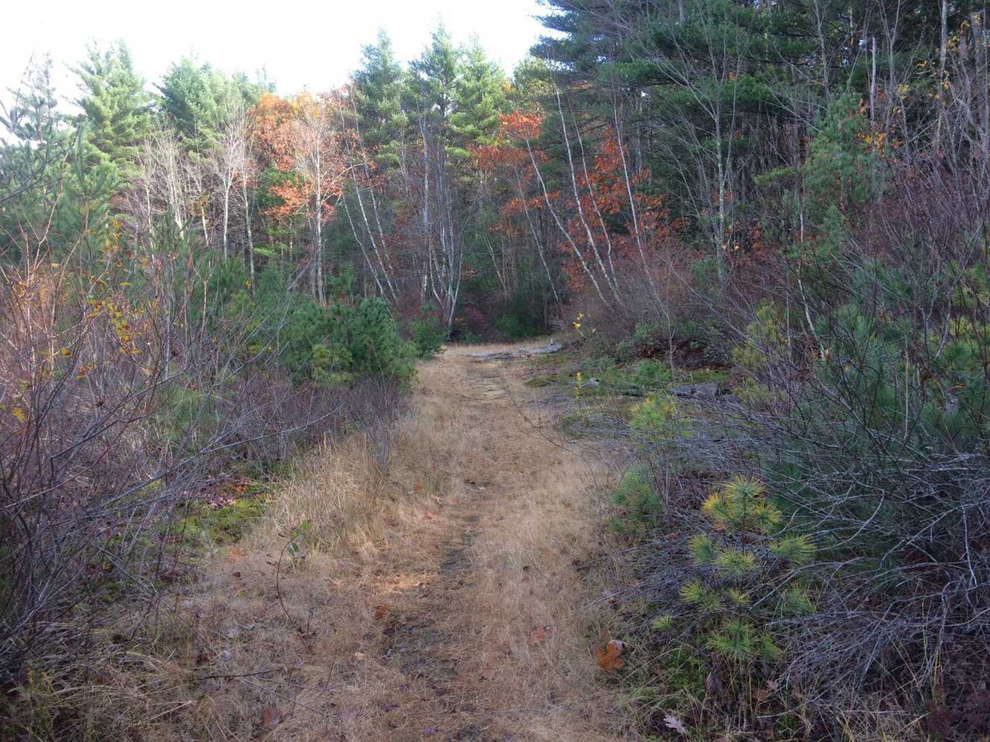 A trail through the woods in fall.