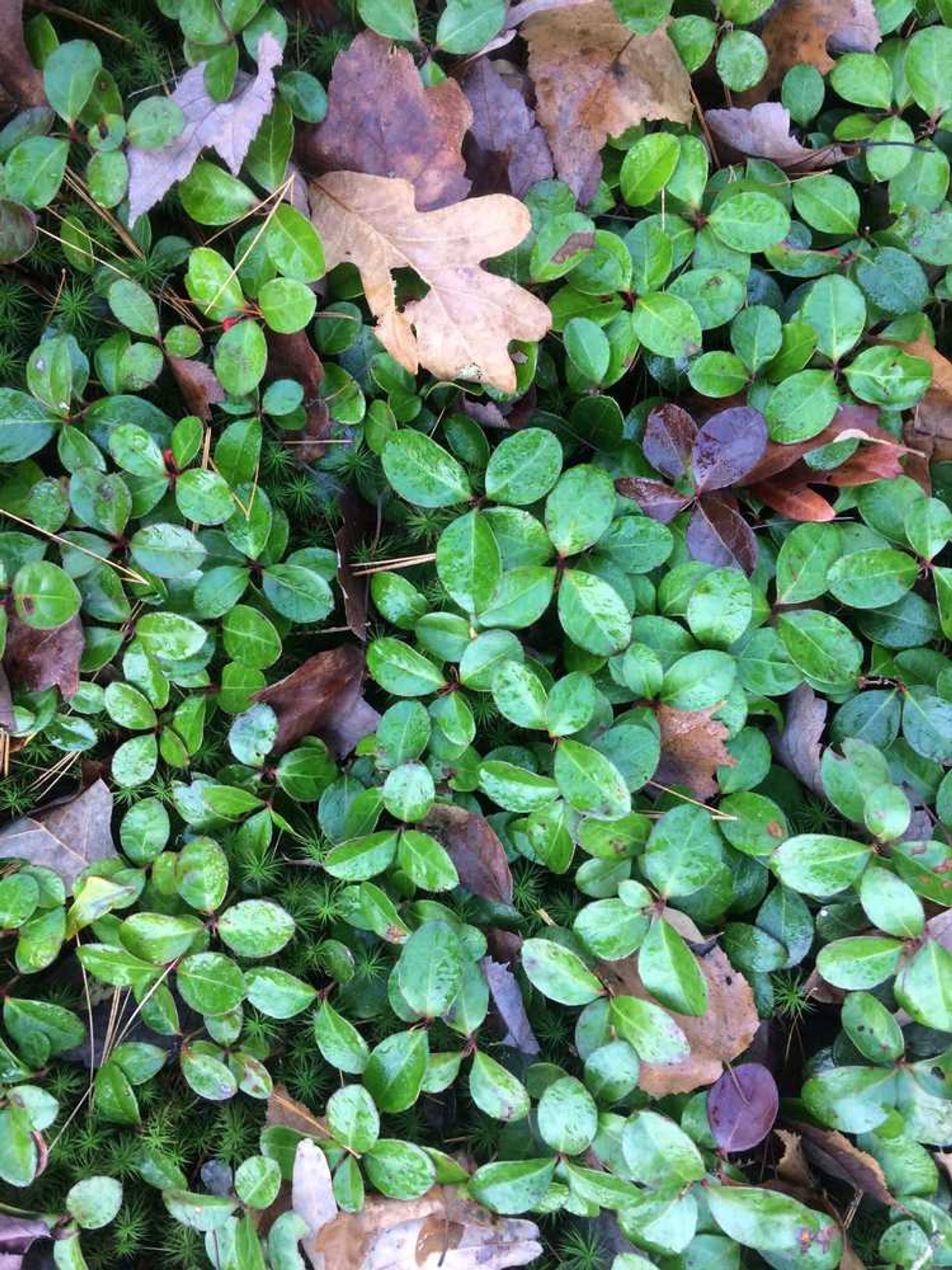 Green ground cover mixed with leaves.