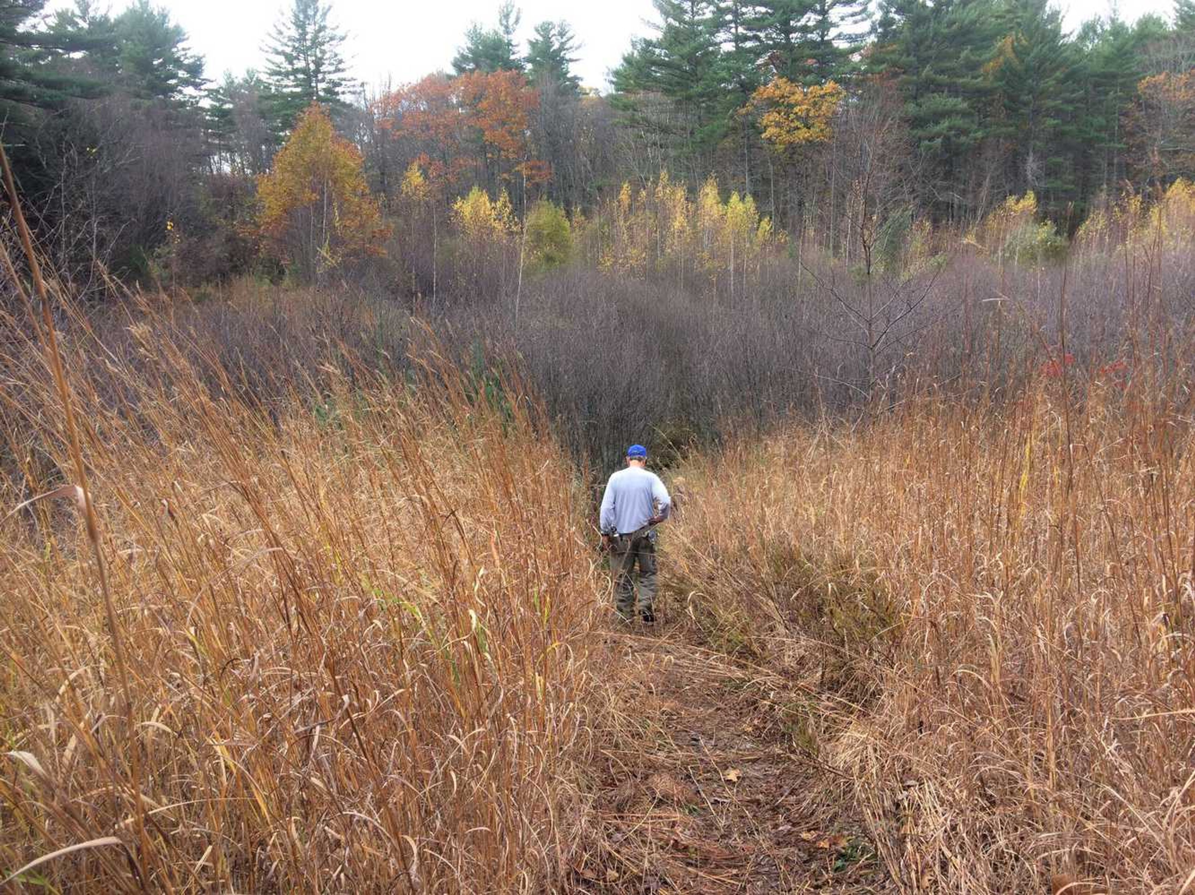 A hiker walks through a meadow toward a forest.