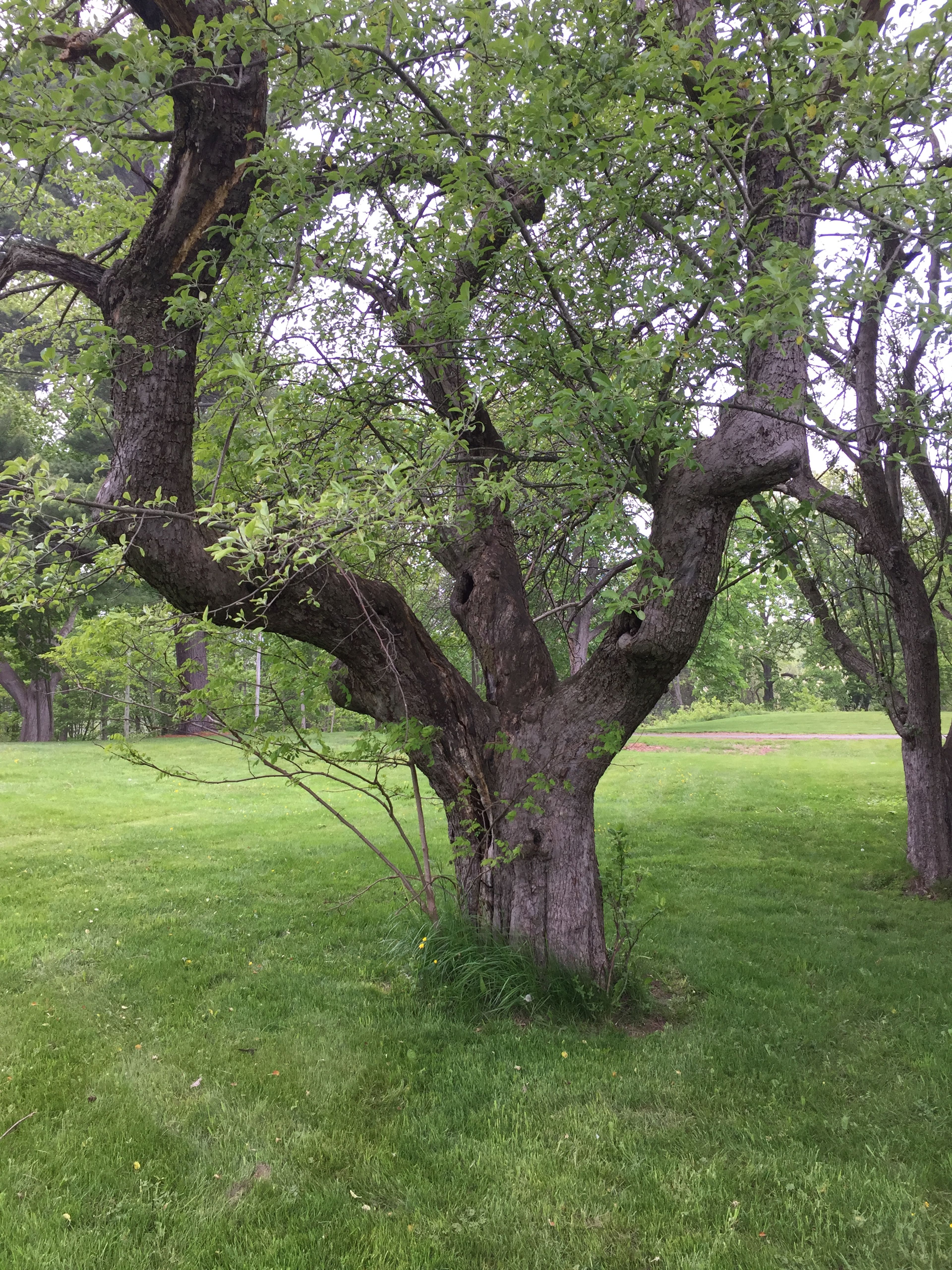 A tree grows from green grass.