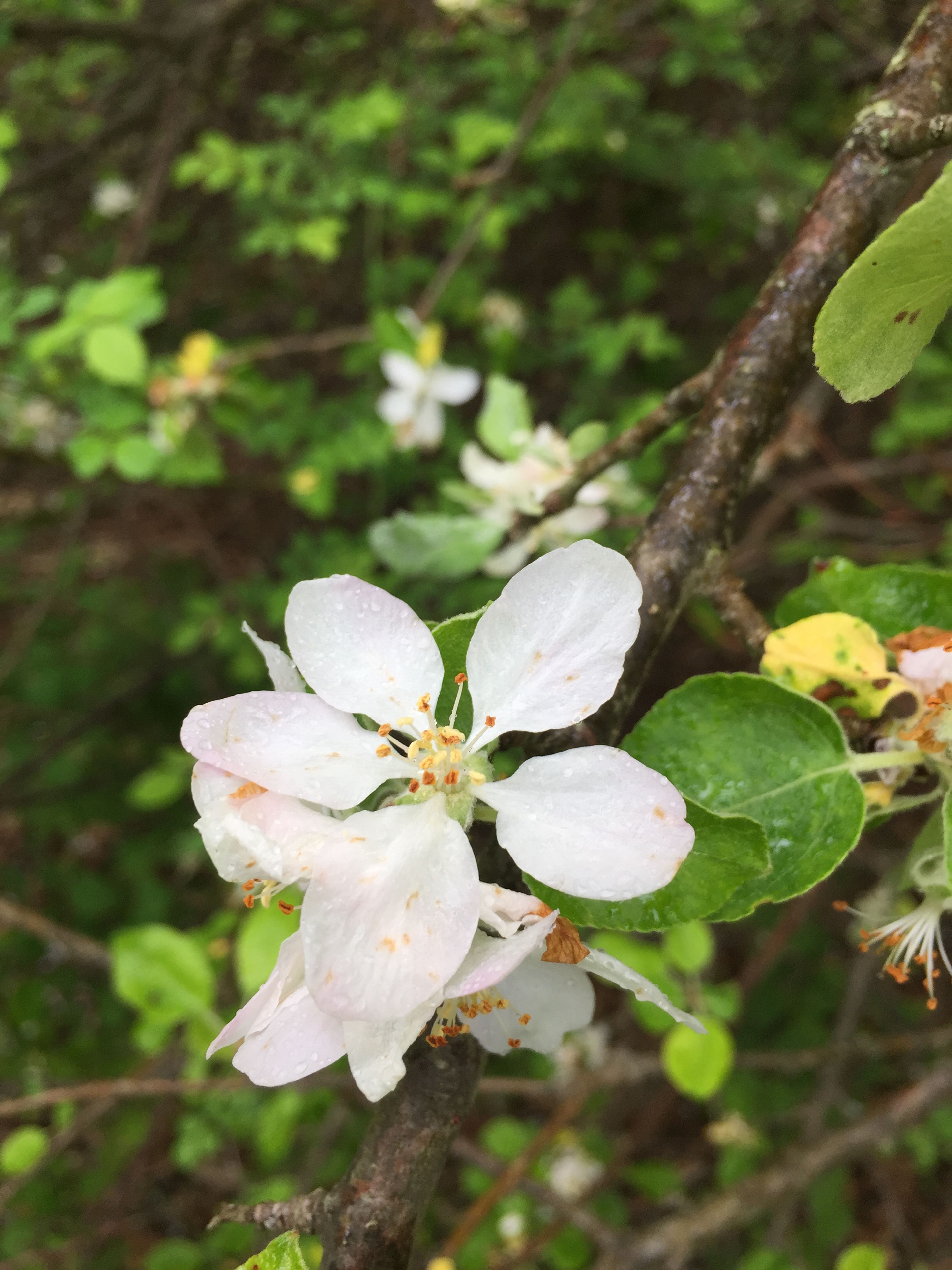 A white dogwood flowers in the forest.