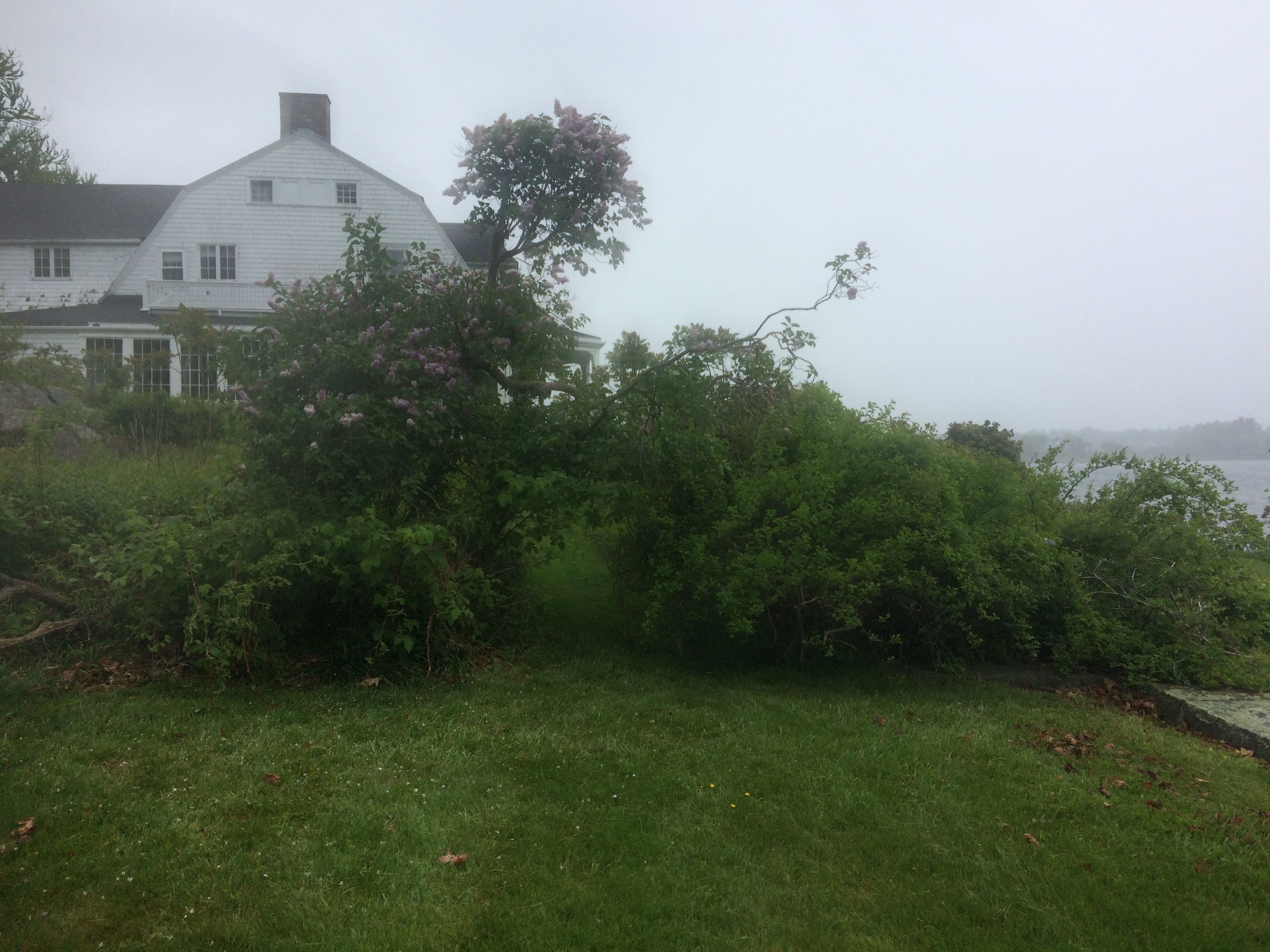 Lilacs blooming near Carey Cottage.