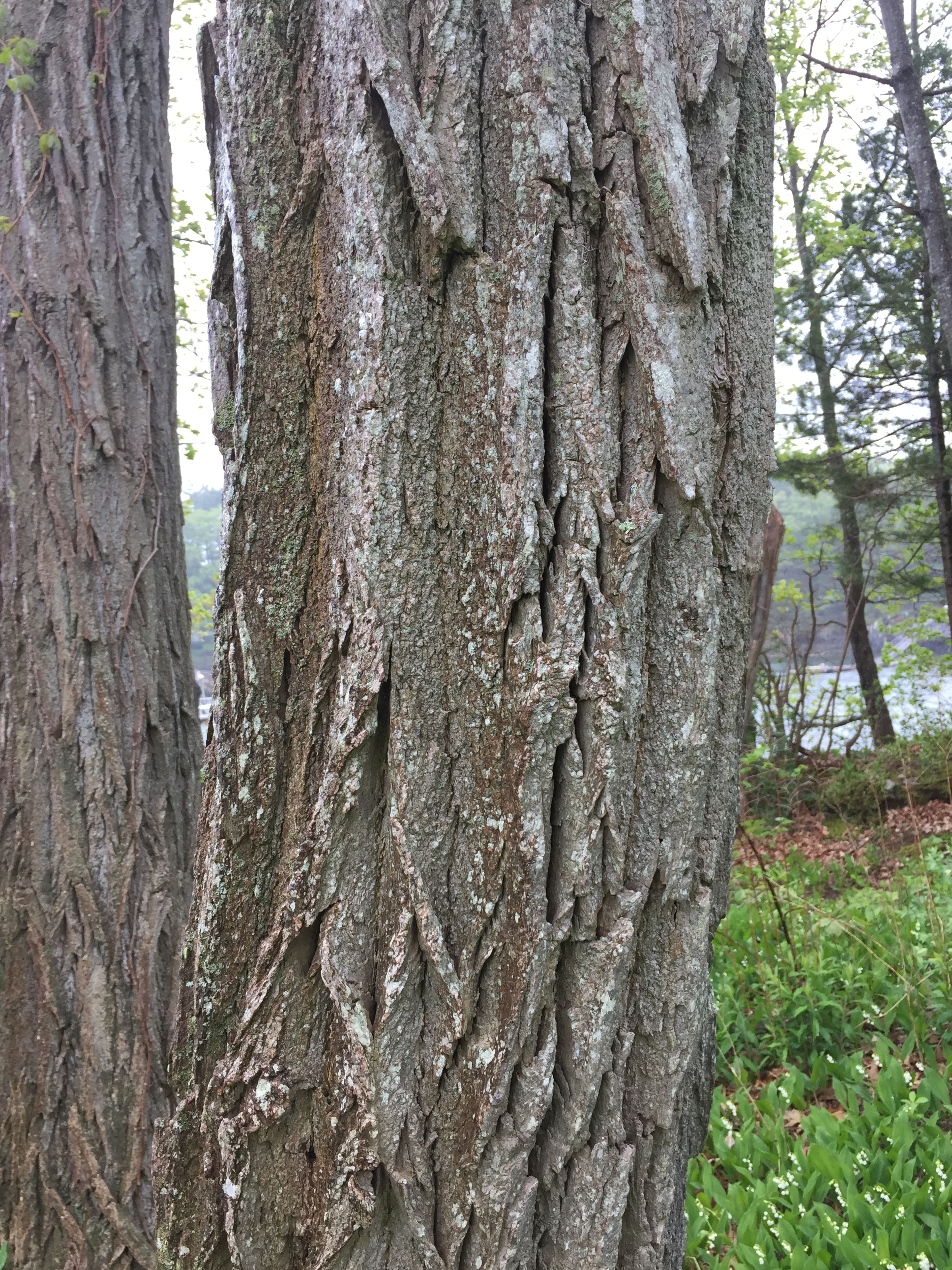 A closeup of bark.