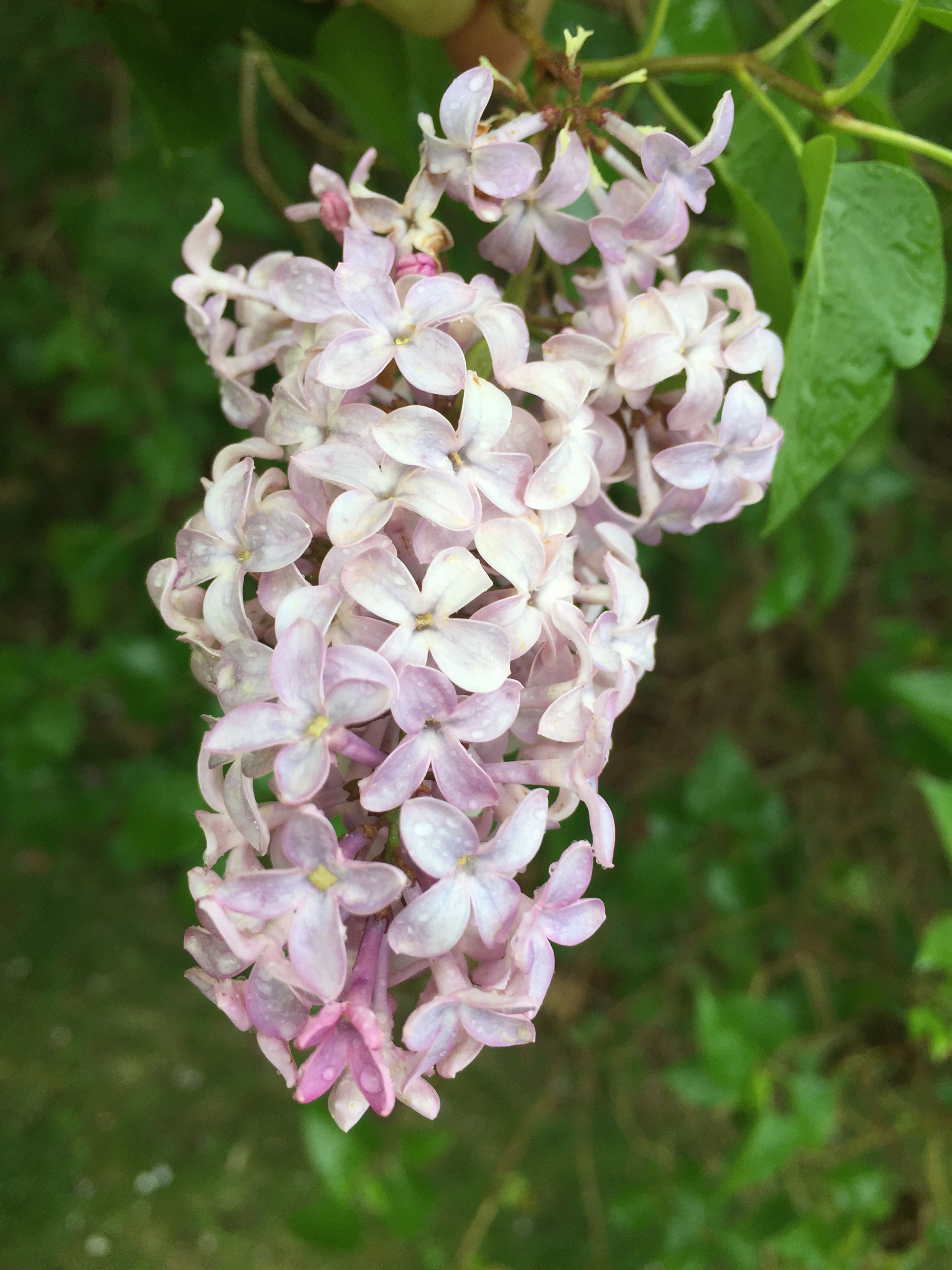 A pink blossom in spring.